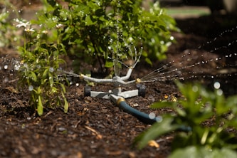 A sprinkler is spraying water on a plant with mulch