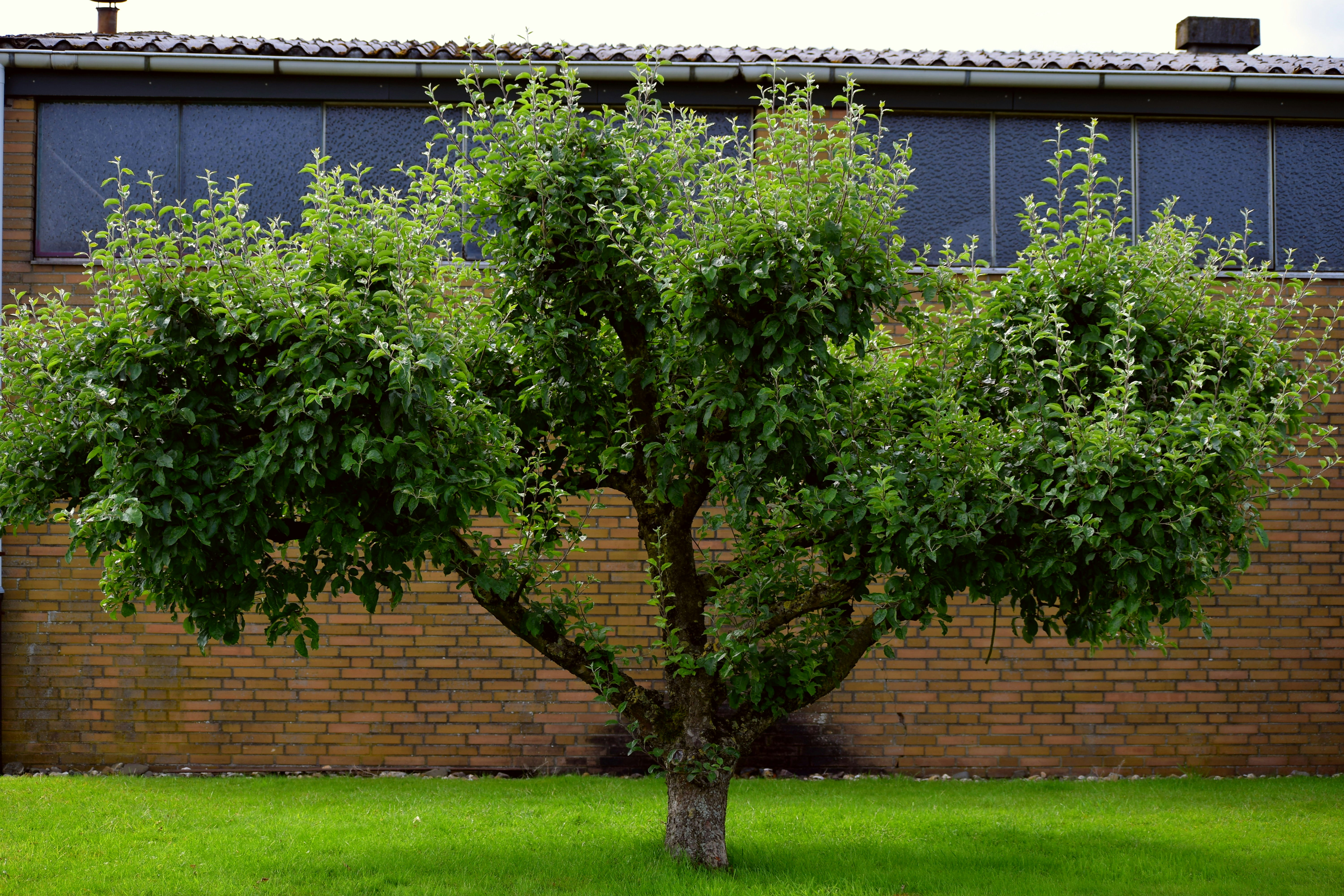 A tree in front of a brick building