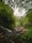 A stream running through a lush green forest