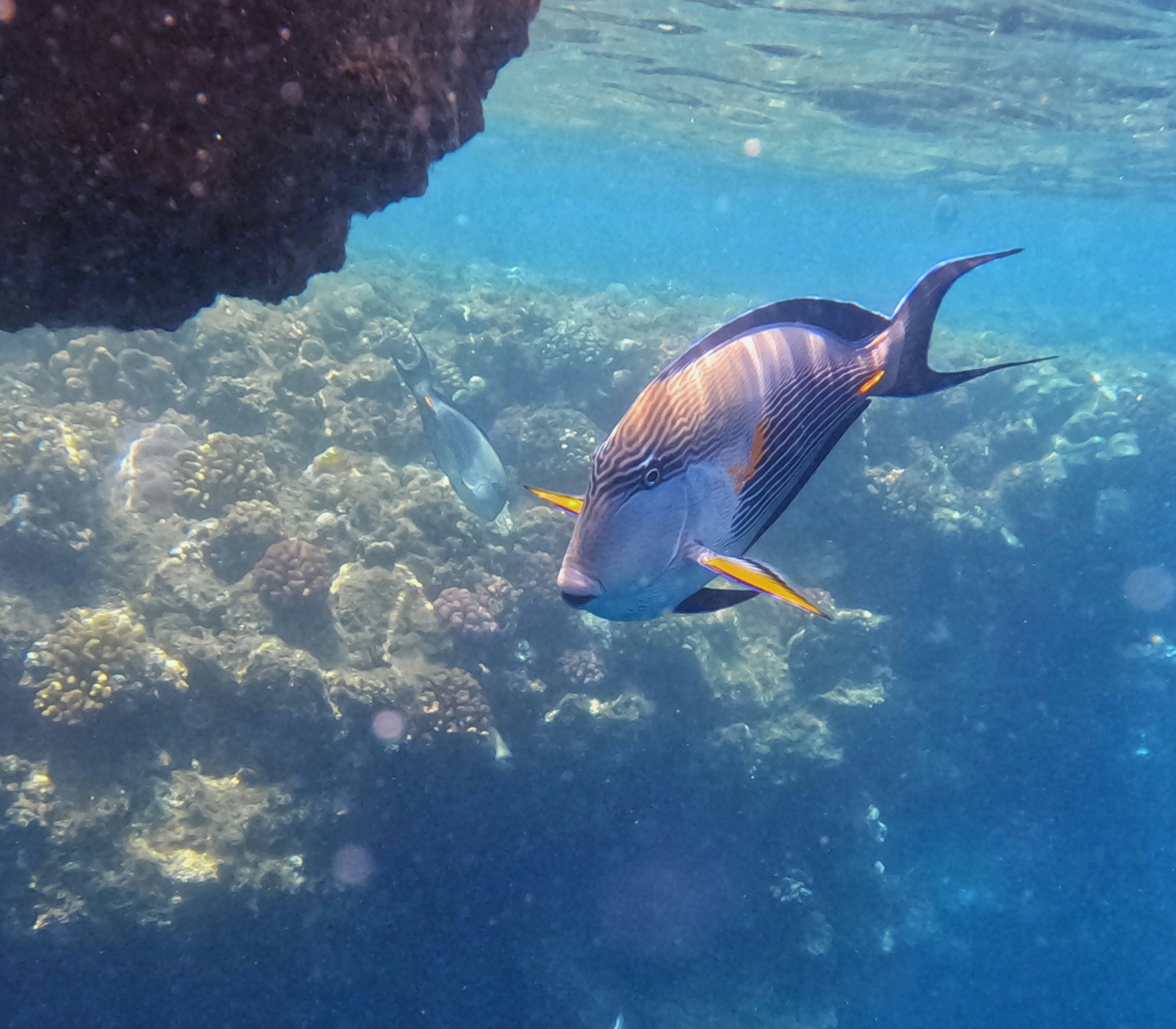 Snorkeler exploring the vibrant marine life of Molokini's Wild Side