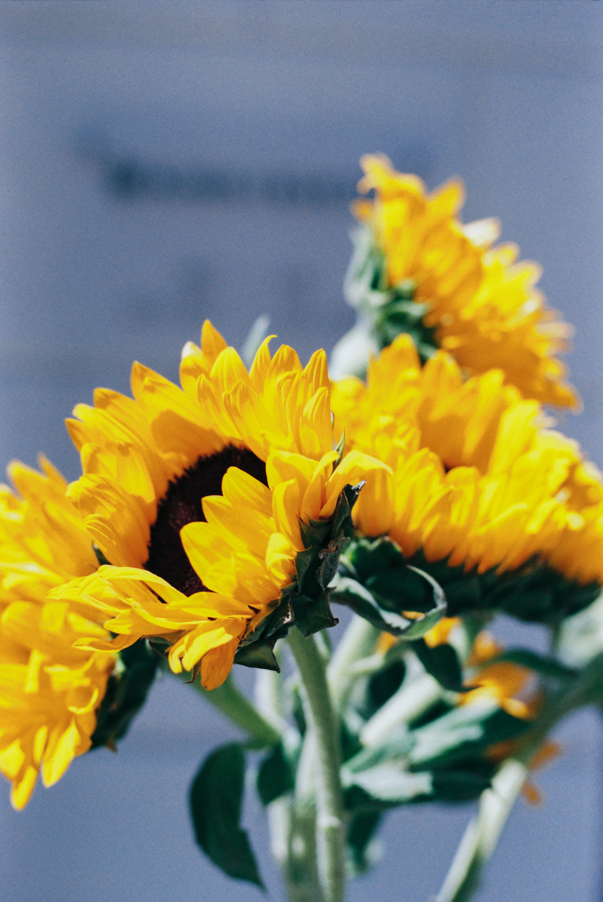 A vase filled with yellow sunflowers on top of a table