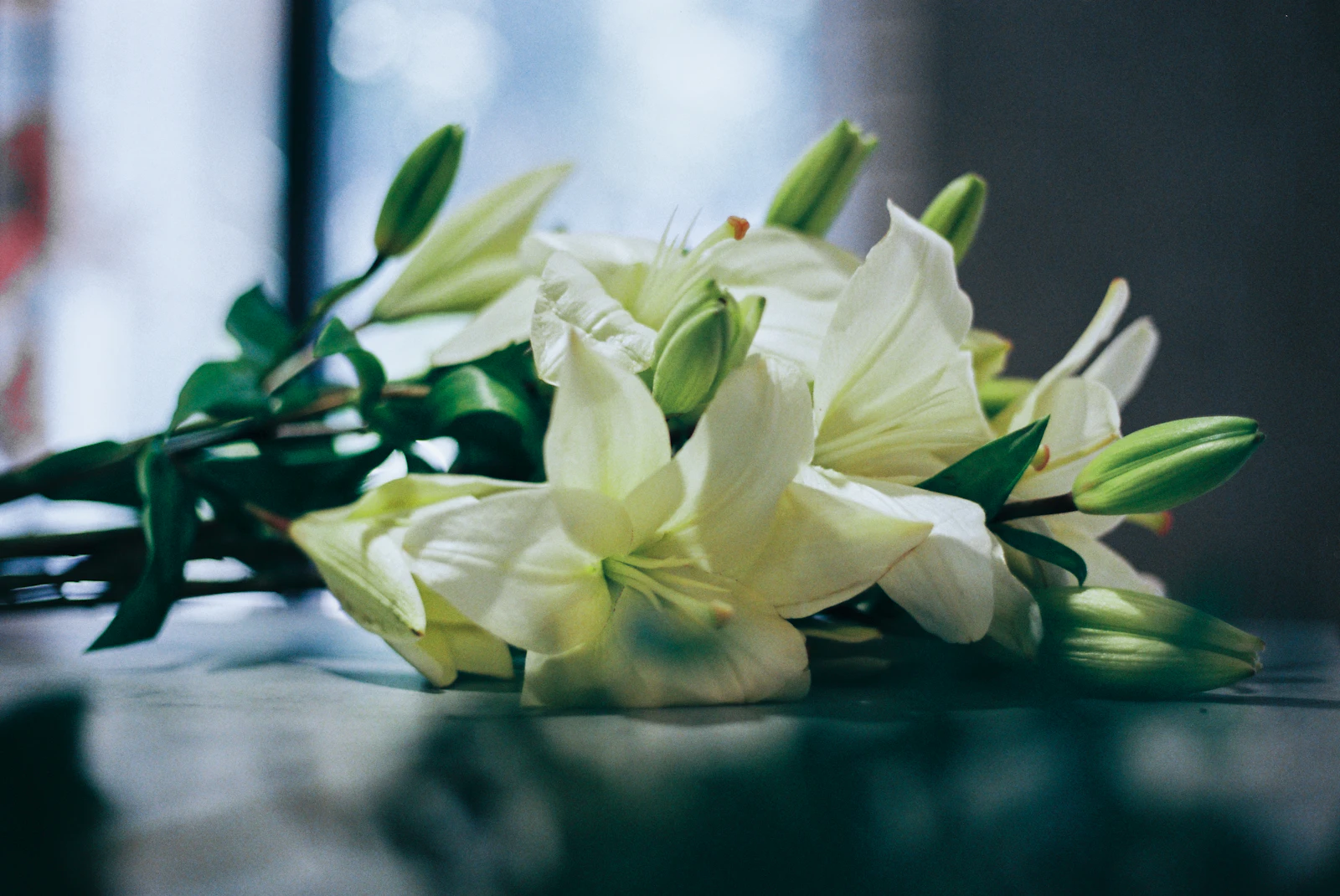 White lilies with long green stems lying across a dark table