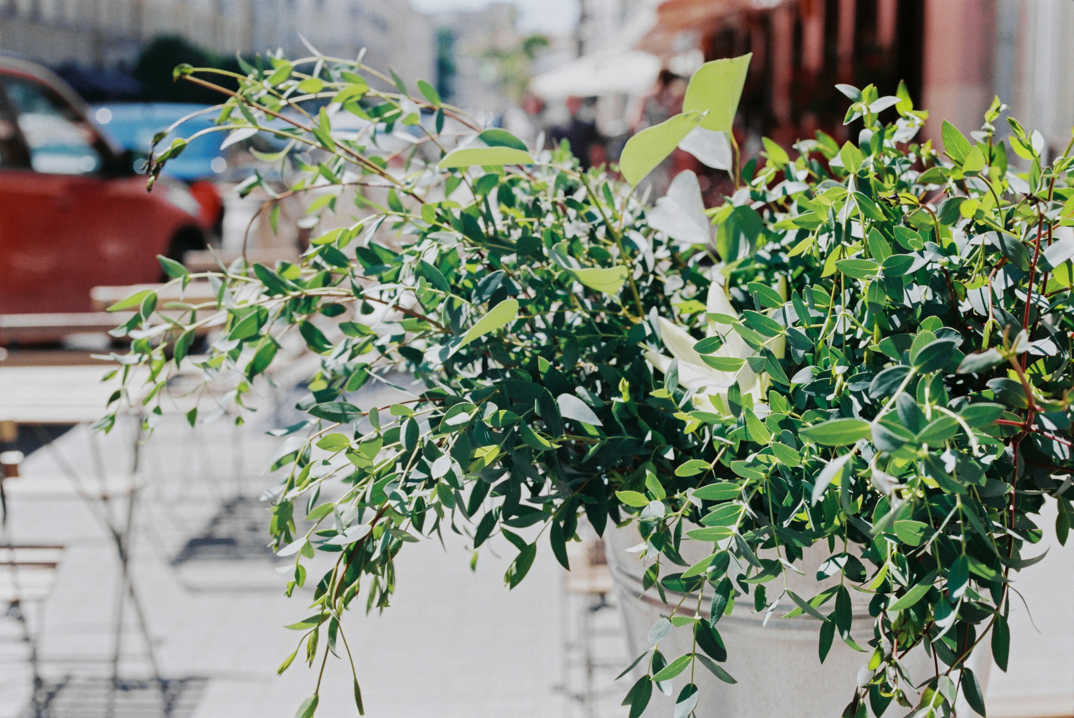 A potted plant sitting on top of a wooden table