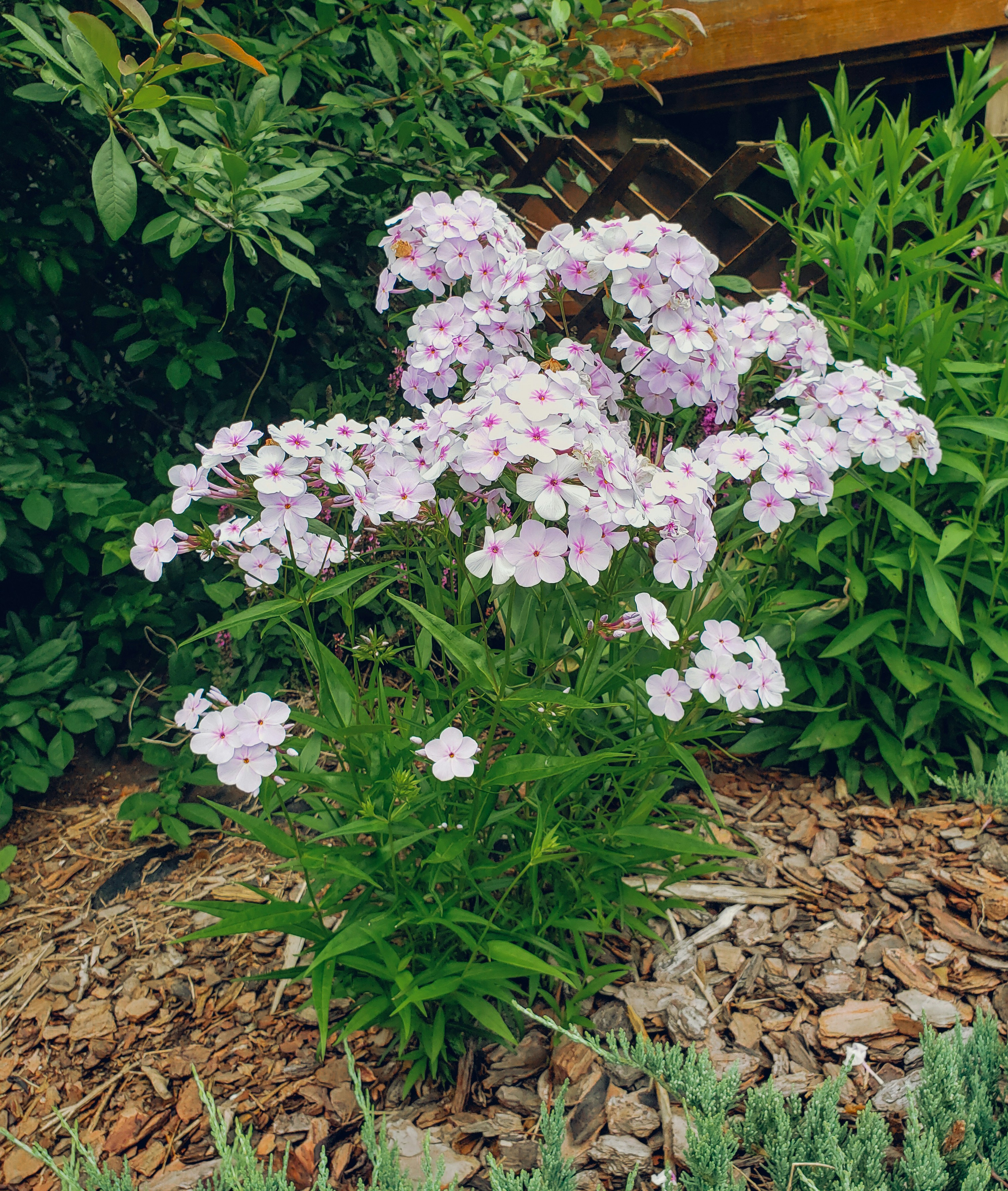 Um ramo de flores que estão na sujeira