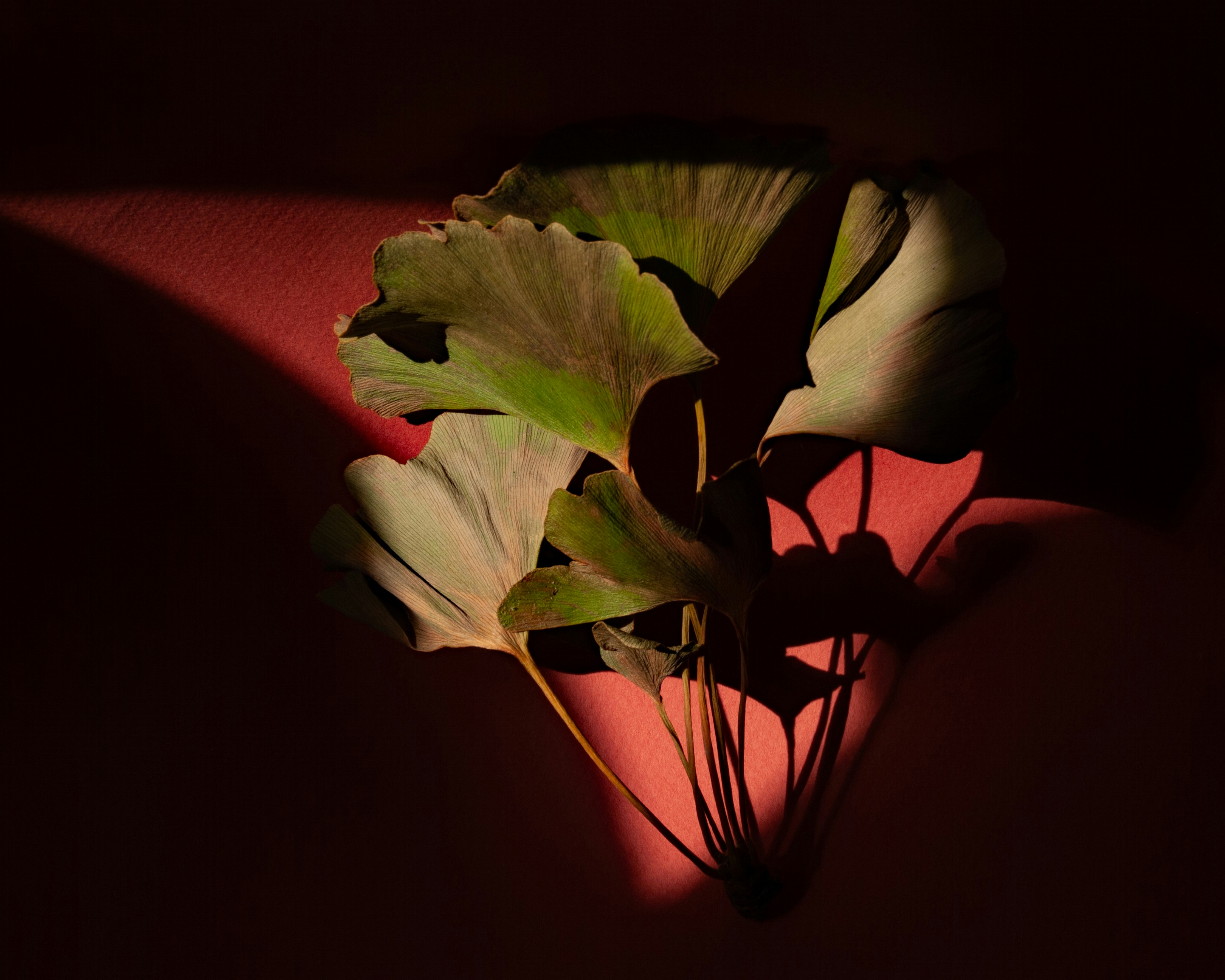 A plant with green leaves in a dark room