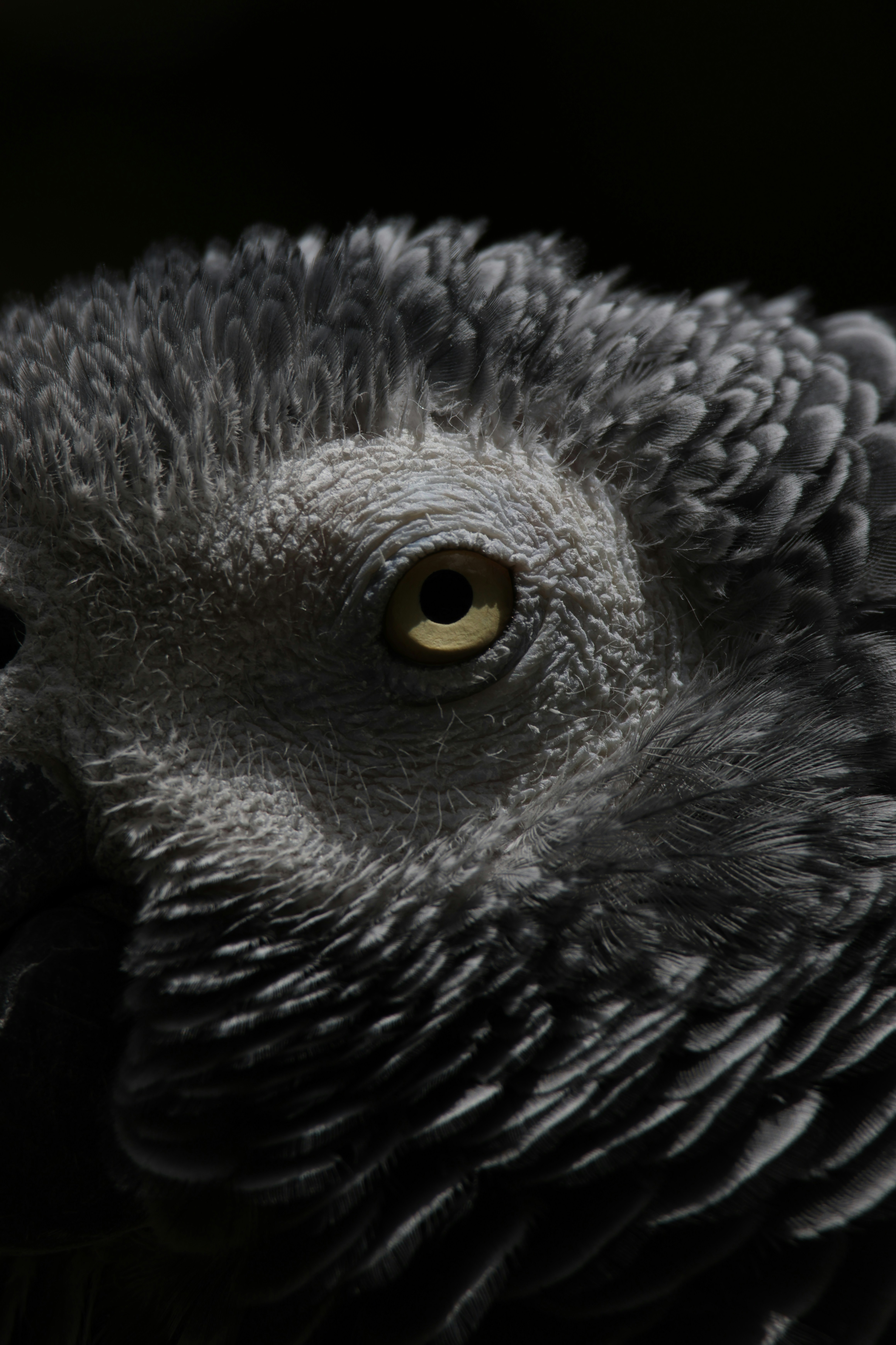 A close up of a black bird with yellow eyes