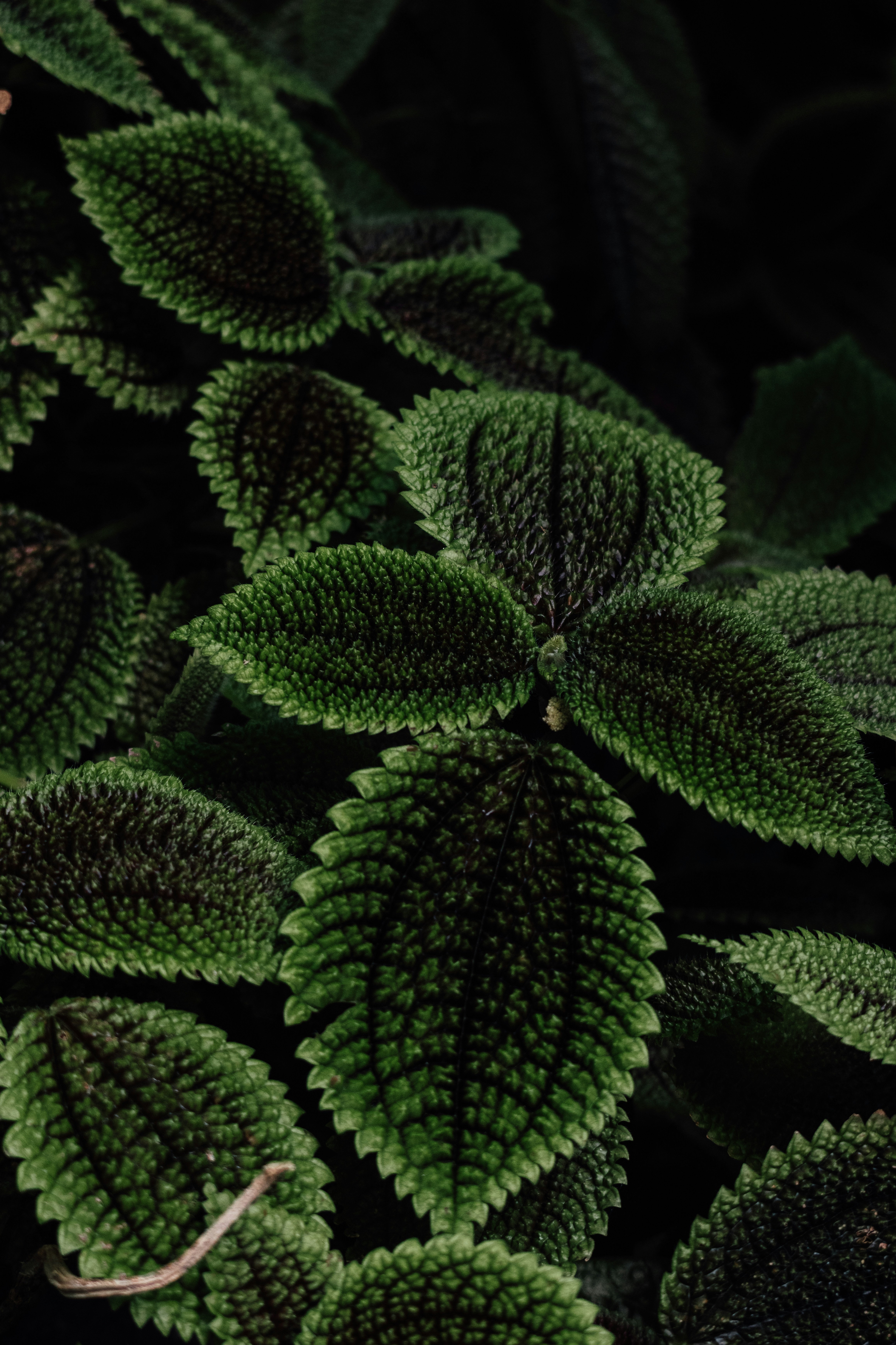 Photo by janisringli