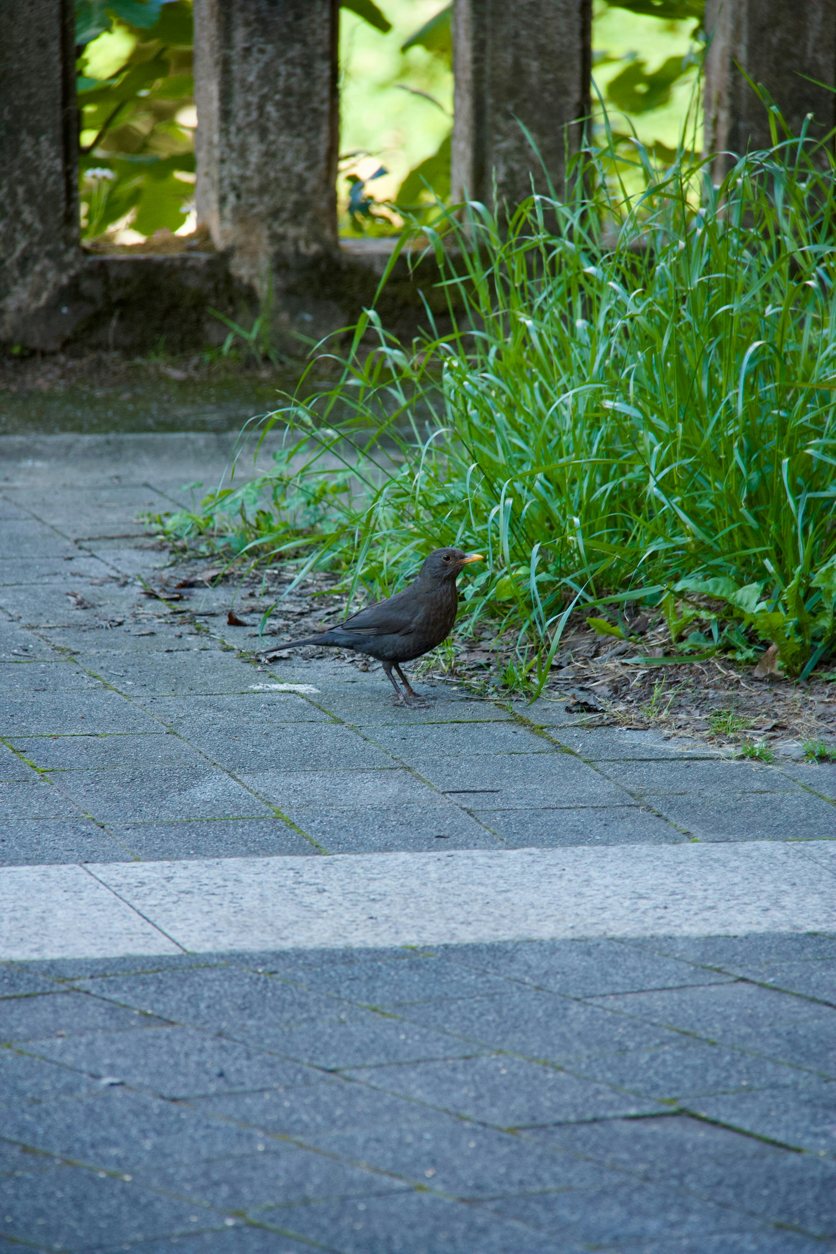 Photo by pablo_saancheezz