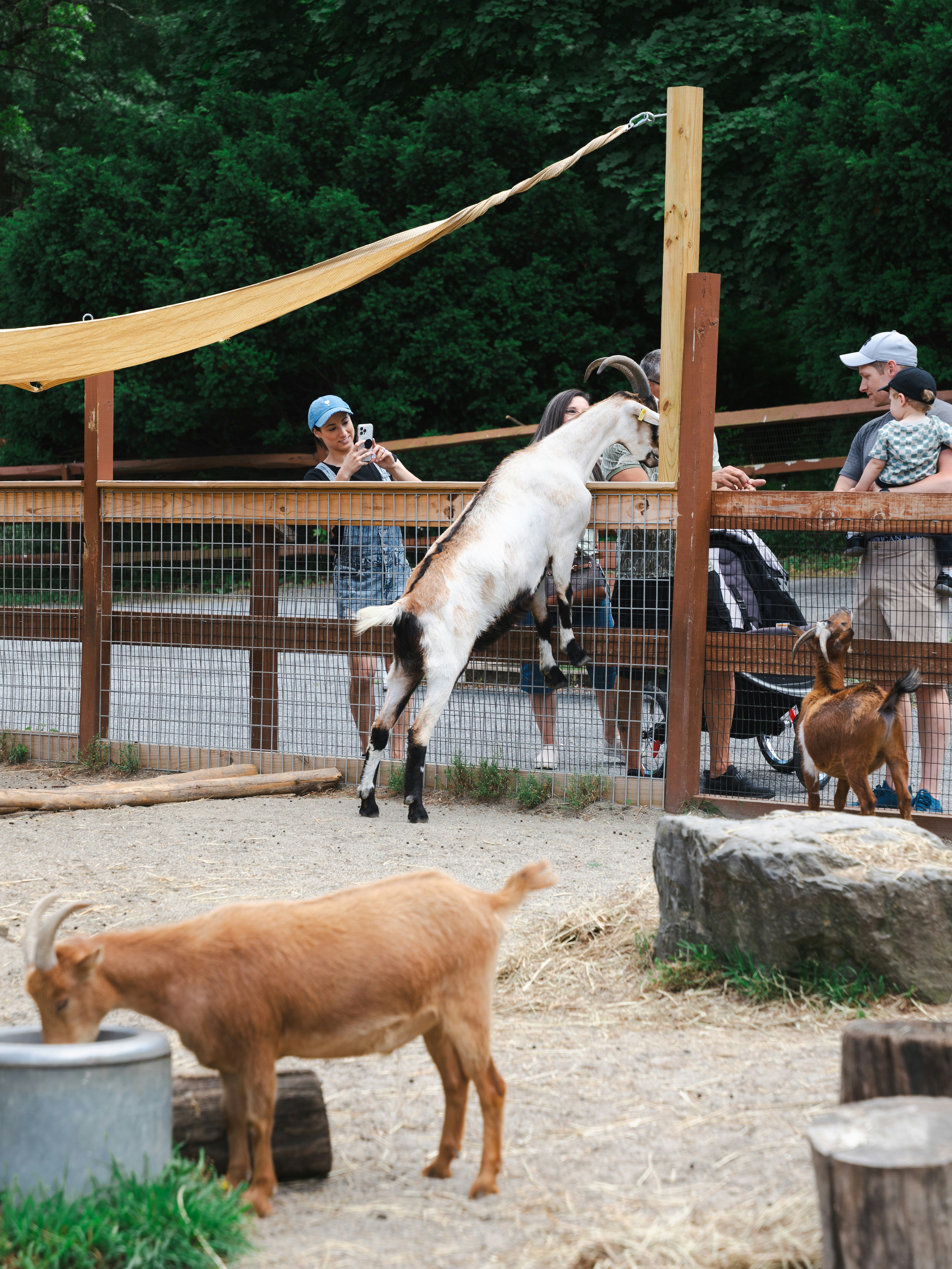 A group of people watching goats in a pen