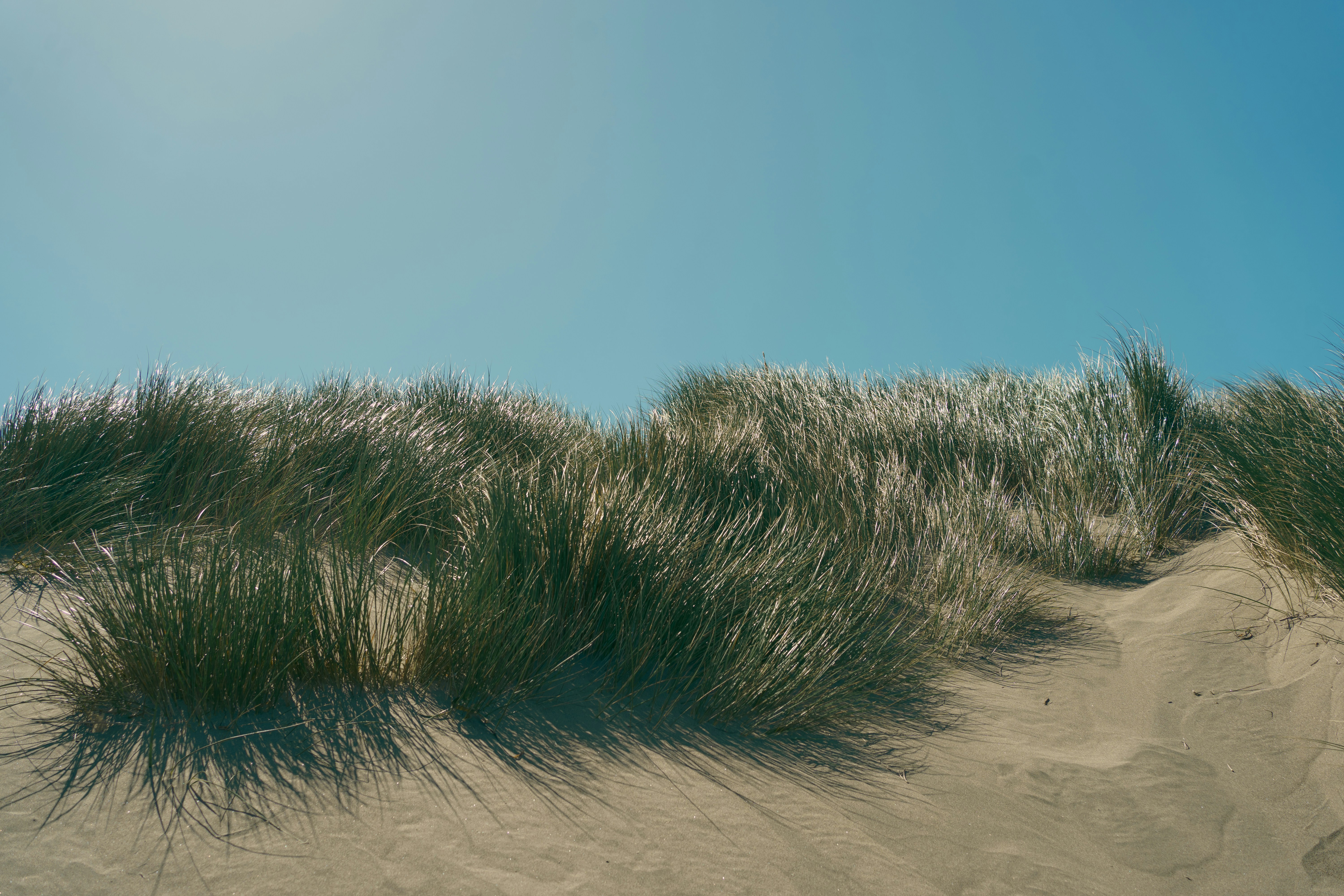 A sandy dune with grass growing out of it, 