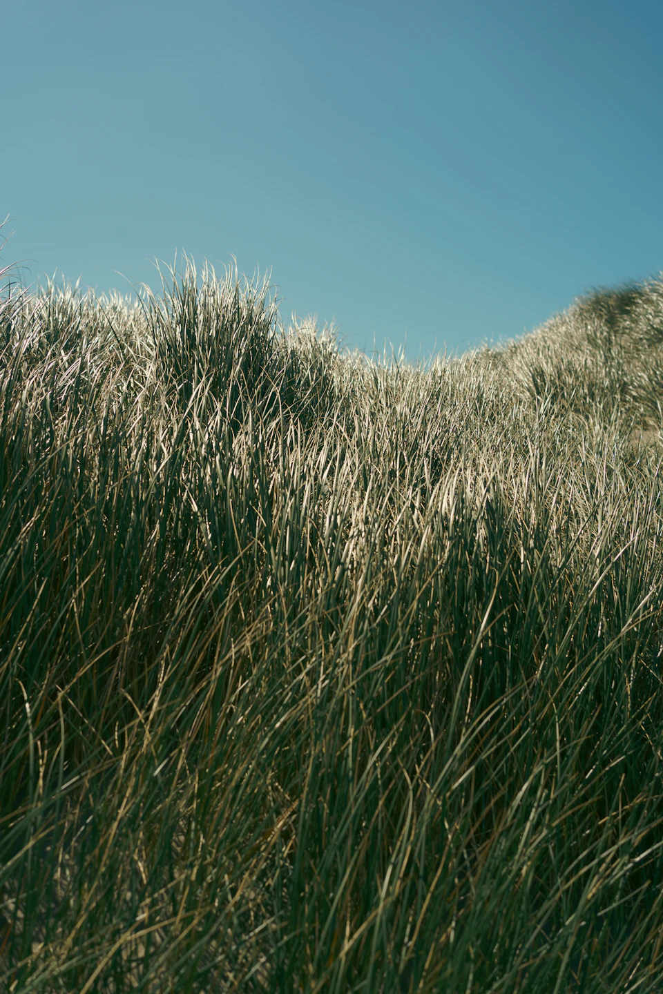 The image depicts a serene landscape with tall, dry grass swaying gently under a clear blue sky. The grass is a mix of green and brown hues, suggesting it may be autumn or winter. The perspective of the photo is from below, looking up at the grass, giving a sense of height and grandeur to the scene. There are no discernible texts or countable objects in the image, making it an open field with only the sky as its backdrop.