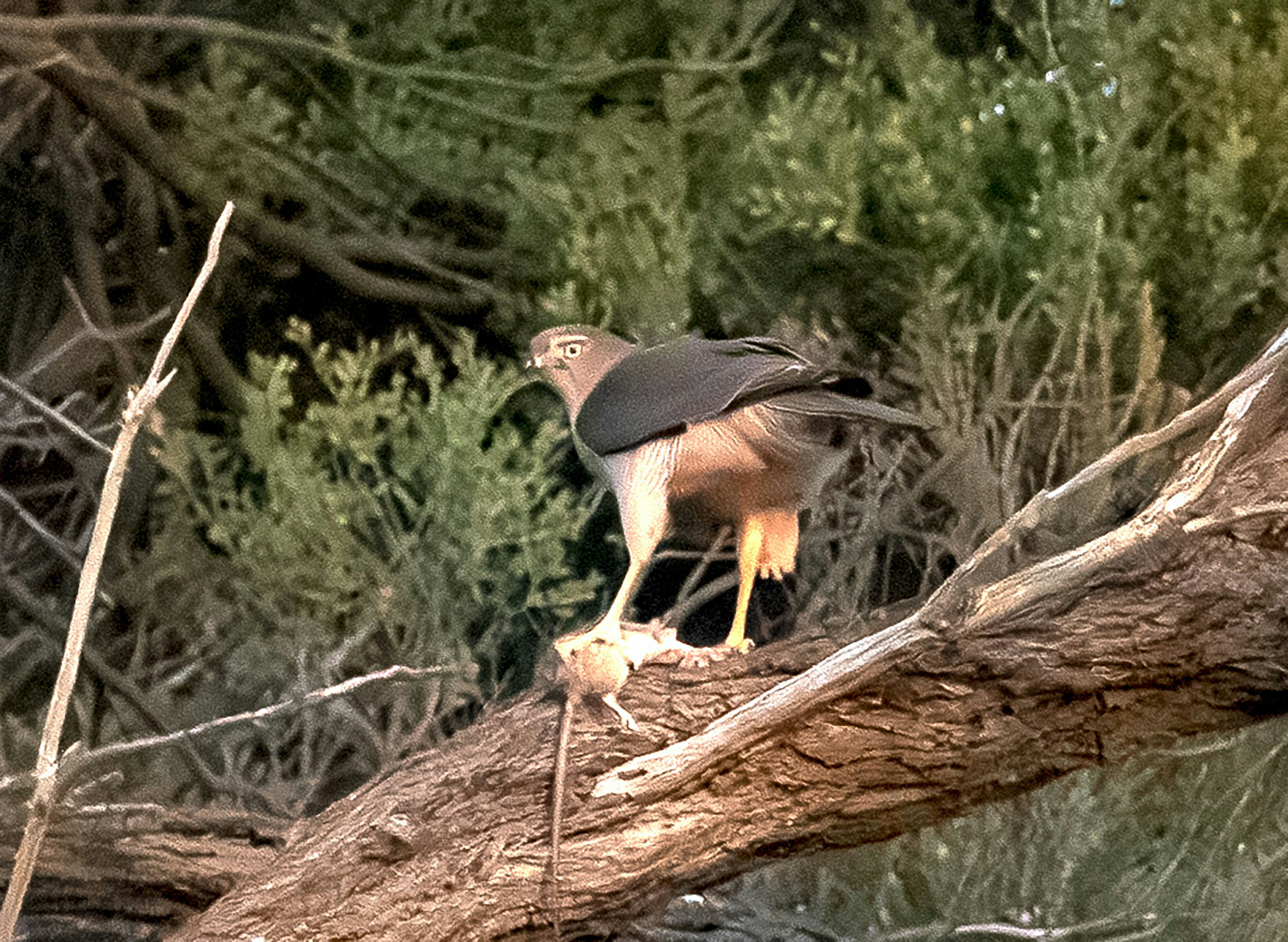 Un oiseau est perché sur une branche d’arbre