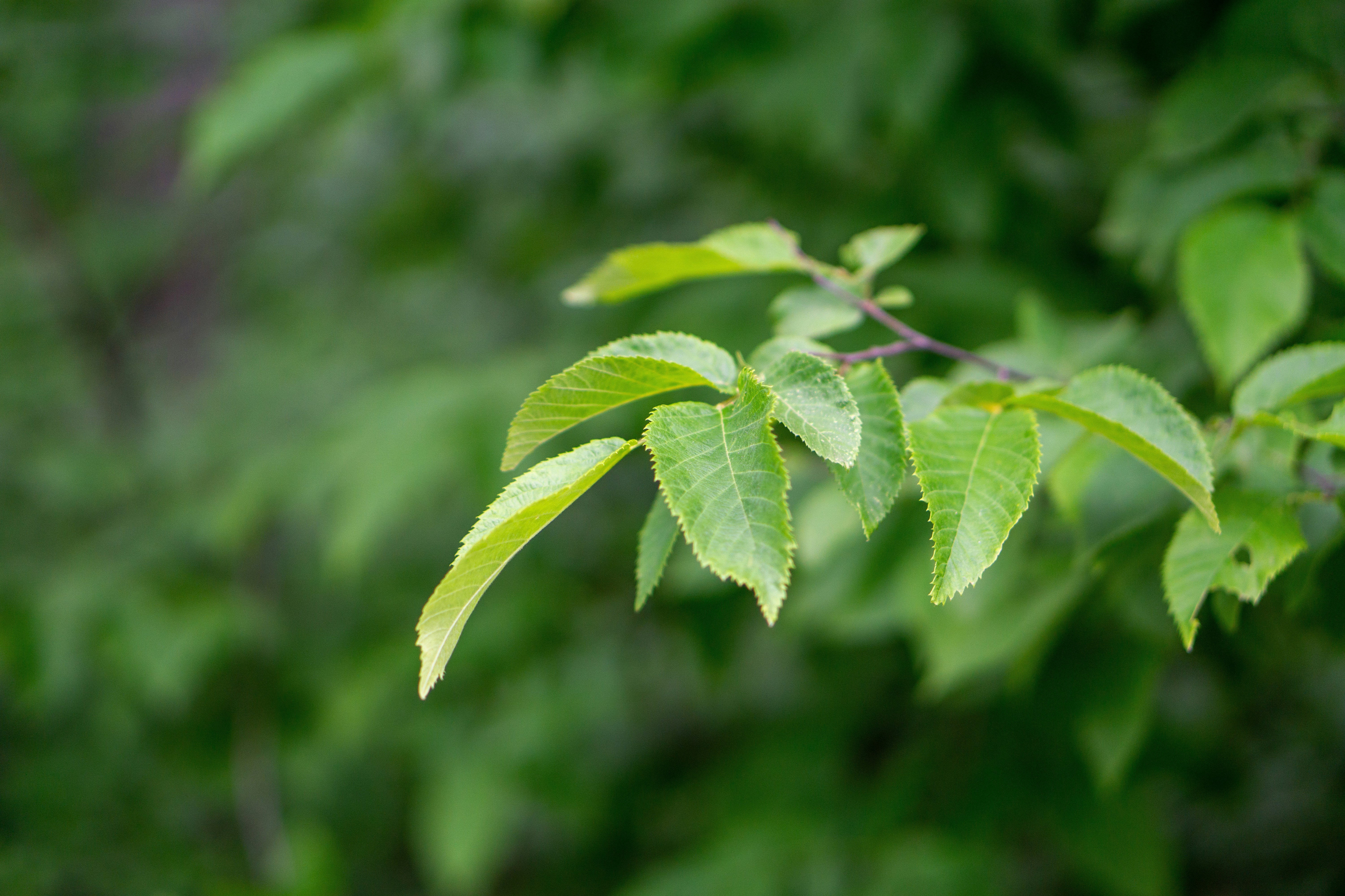 Photo by nickringsmuth