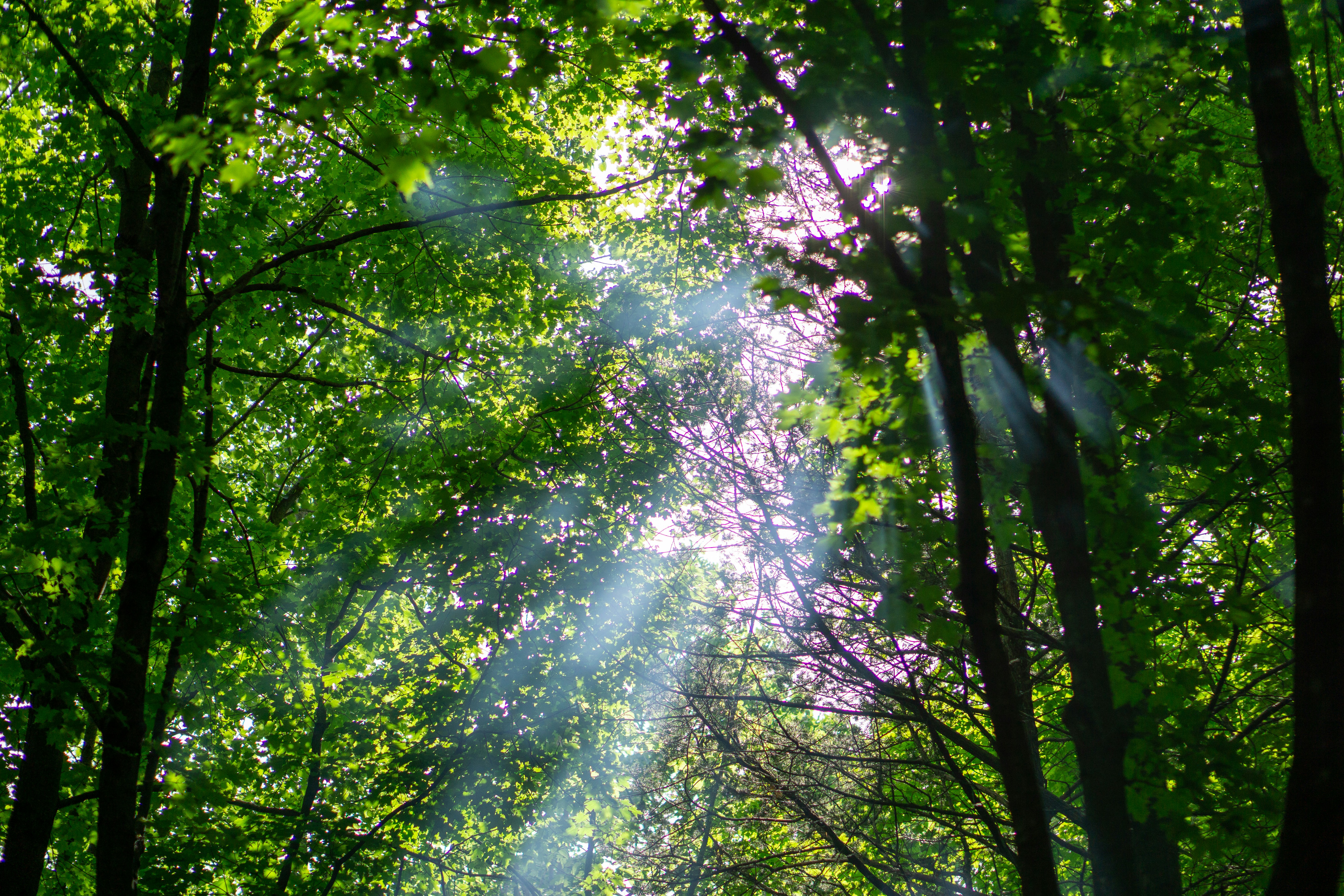 Sunlight streaming through tall forest canopy, golden rays, rich green tropical forest, peaceful trekking path