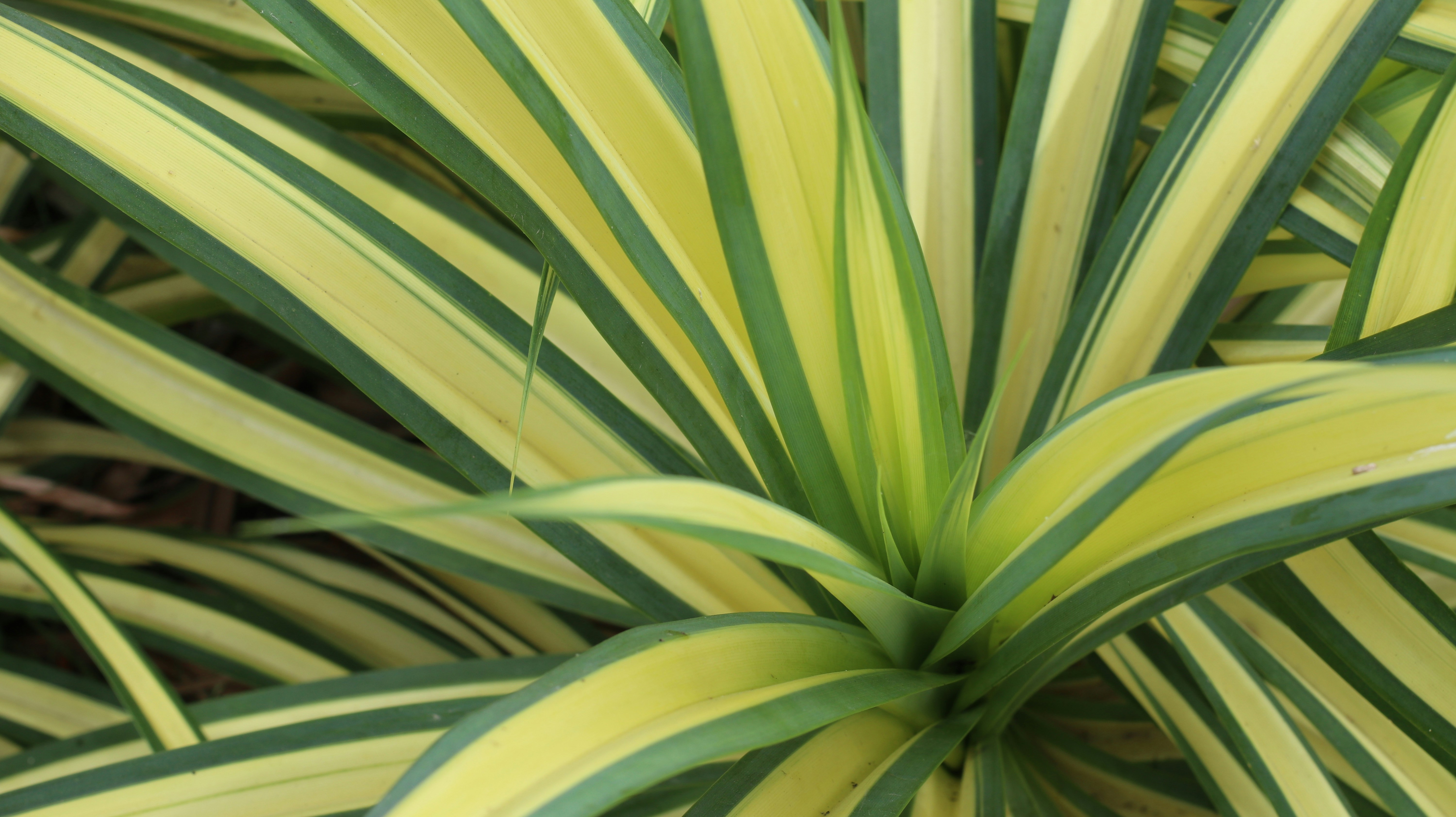 A close up of a green and yellow plant