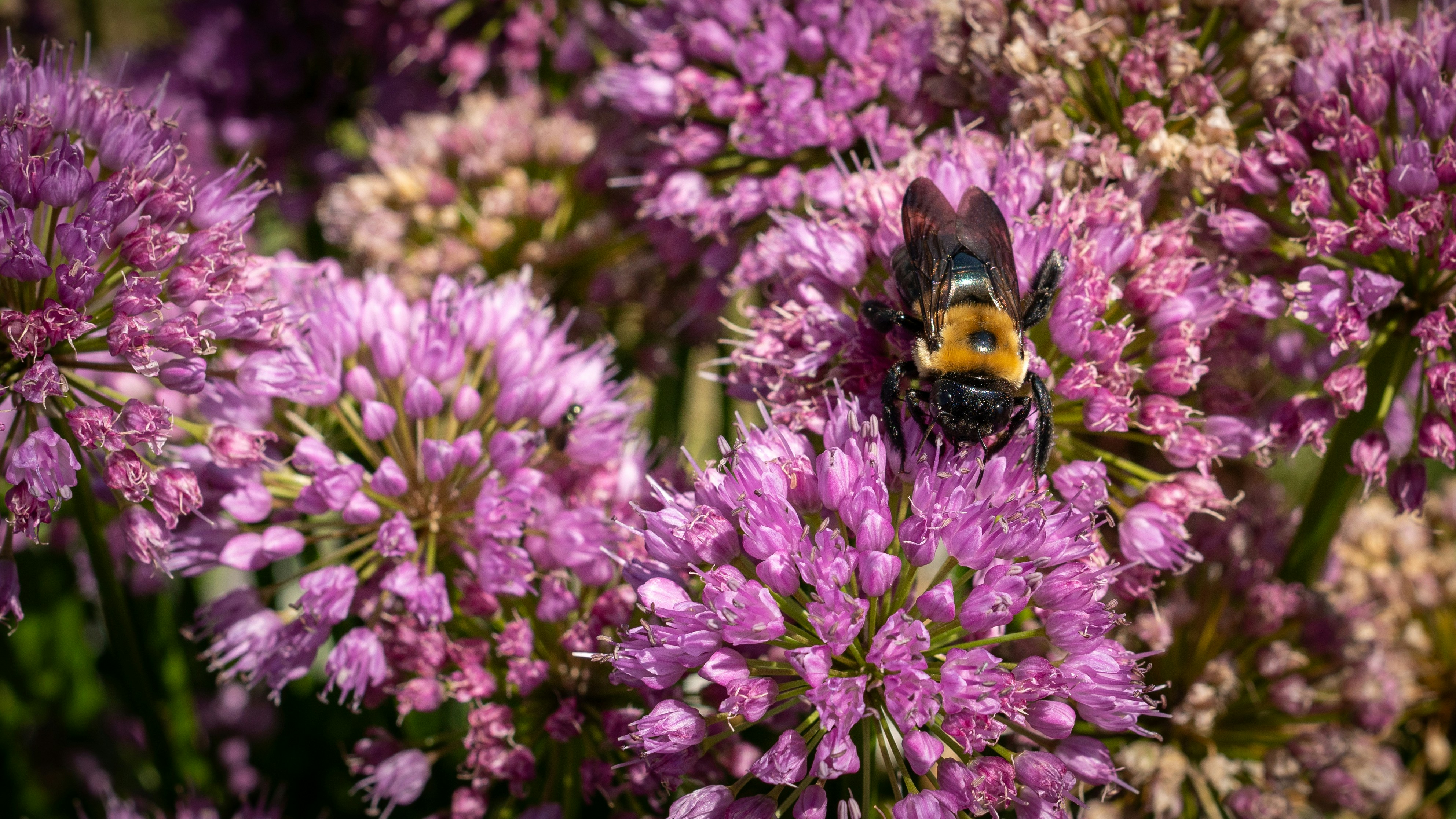 Photo by oculareuphoria