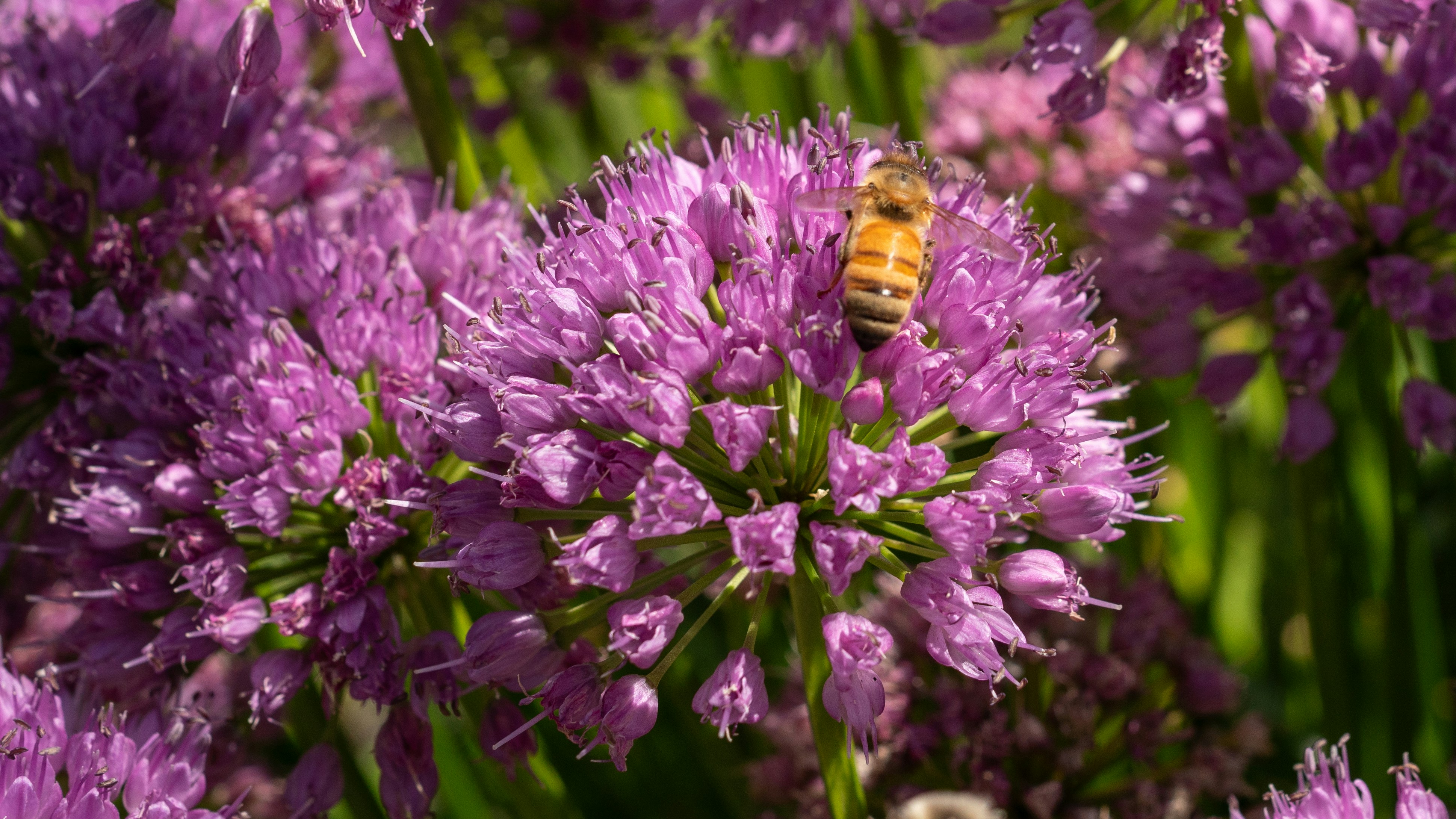 Photo by oculareuphoria