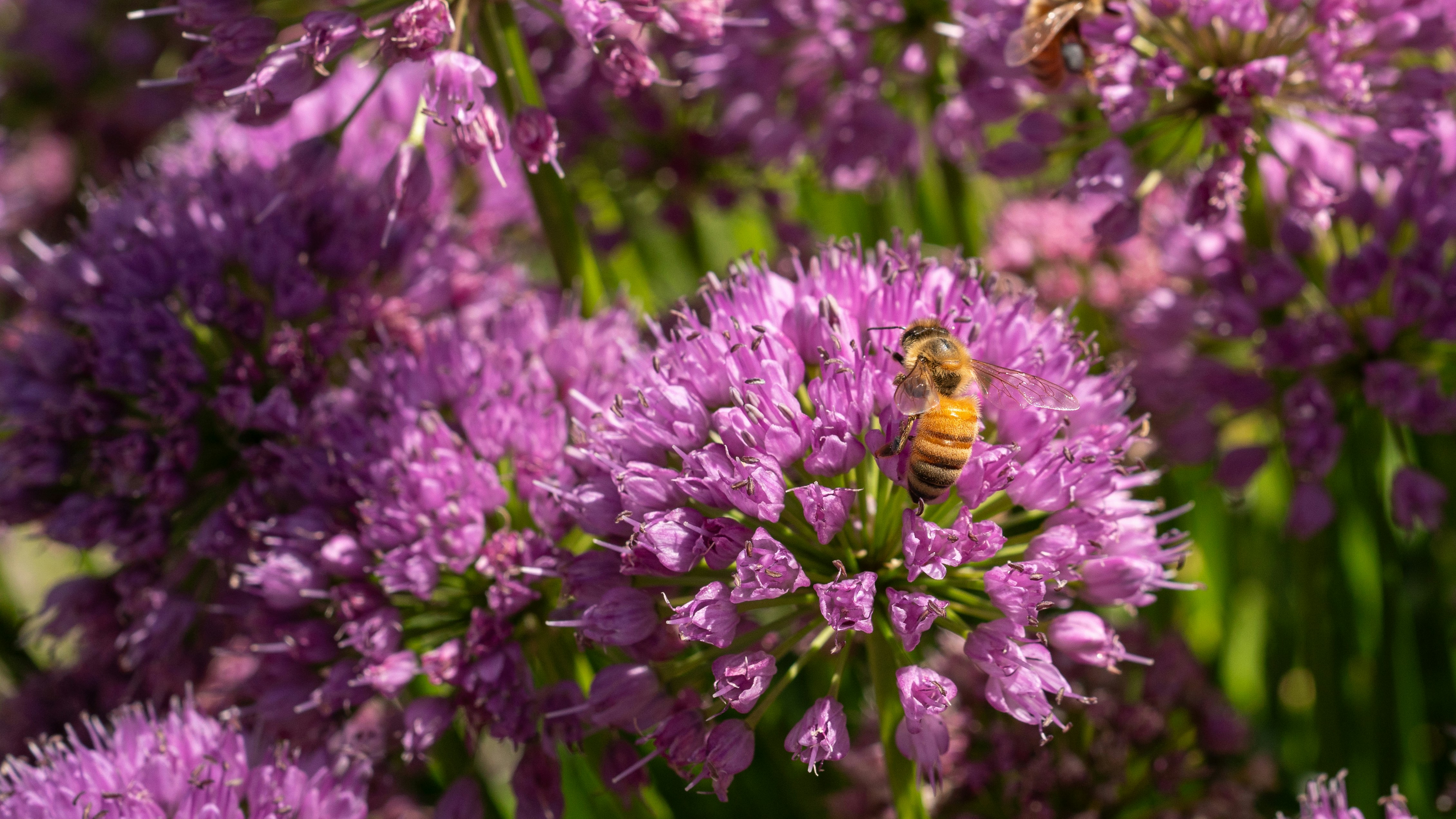 Photo by oculareuphoria