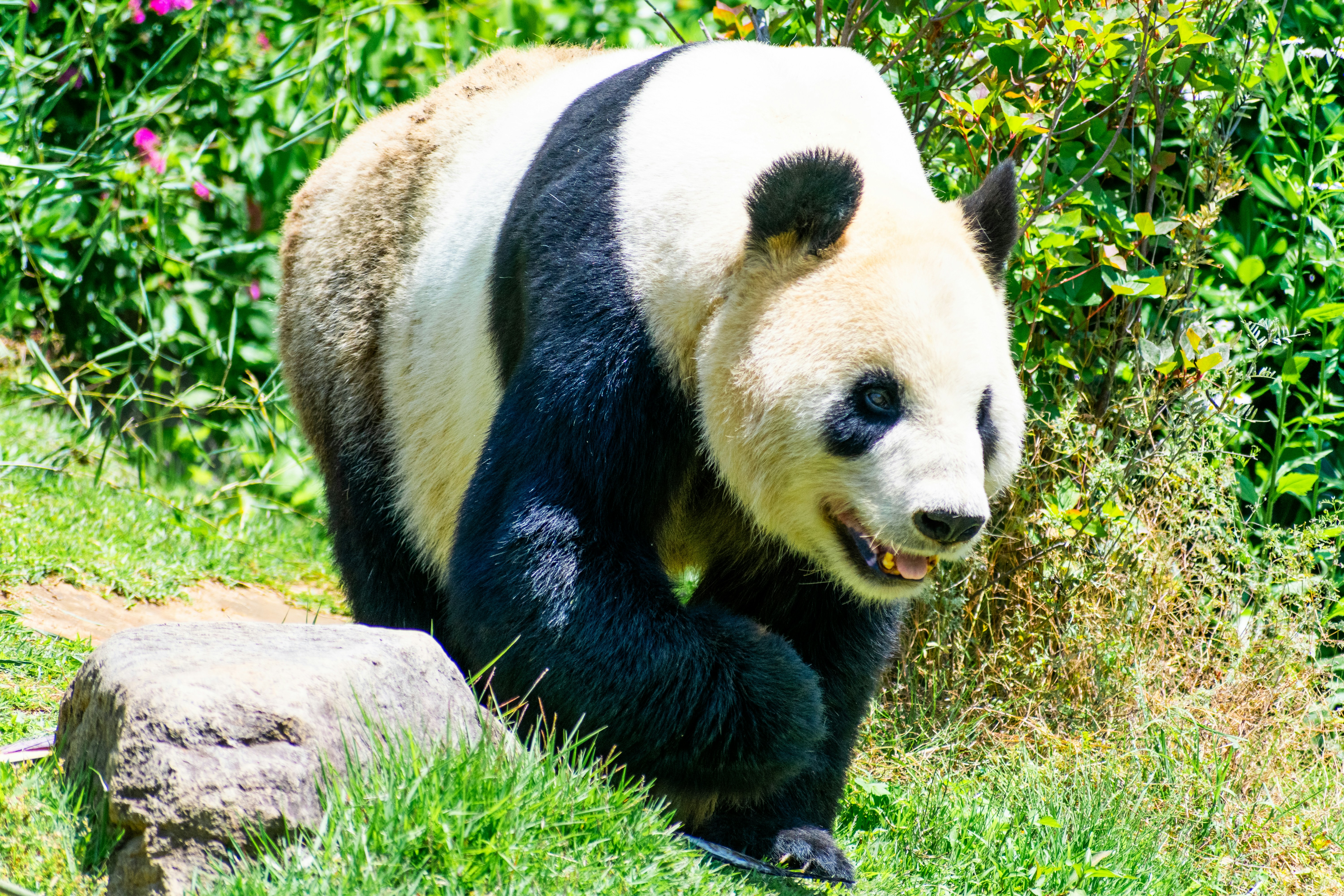 A panda bear walking across a lush green field