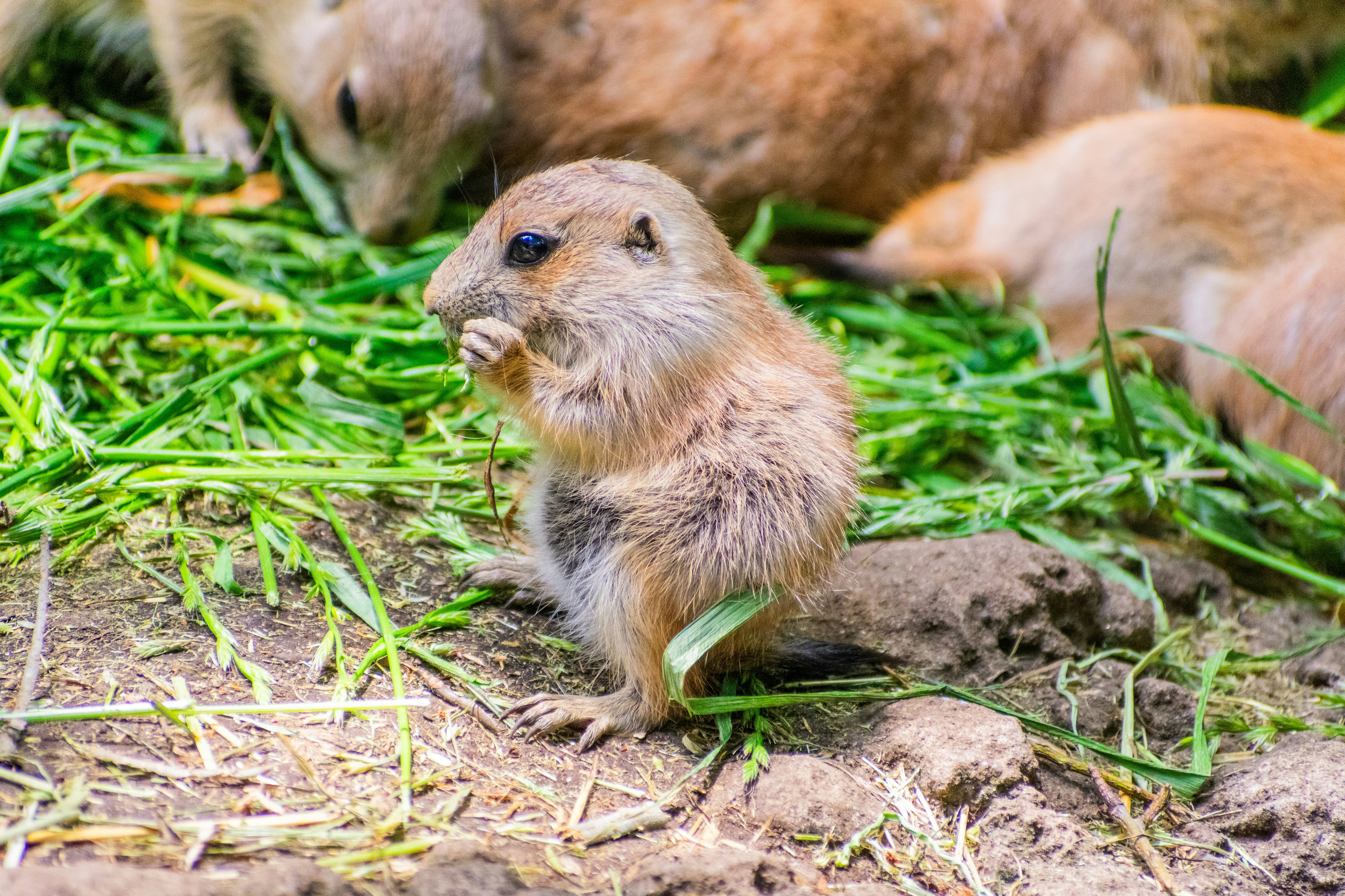 Photo by probablyrobin