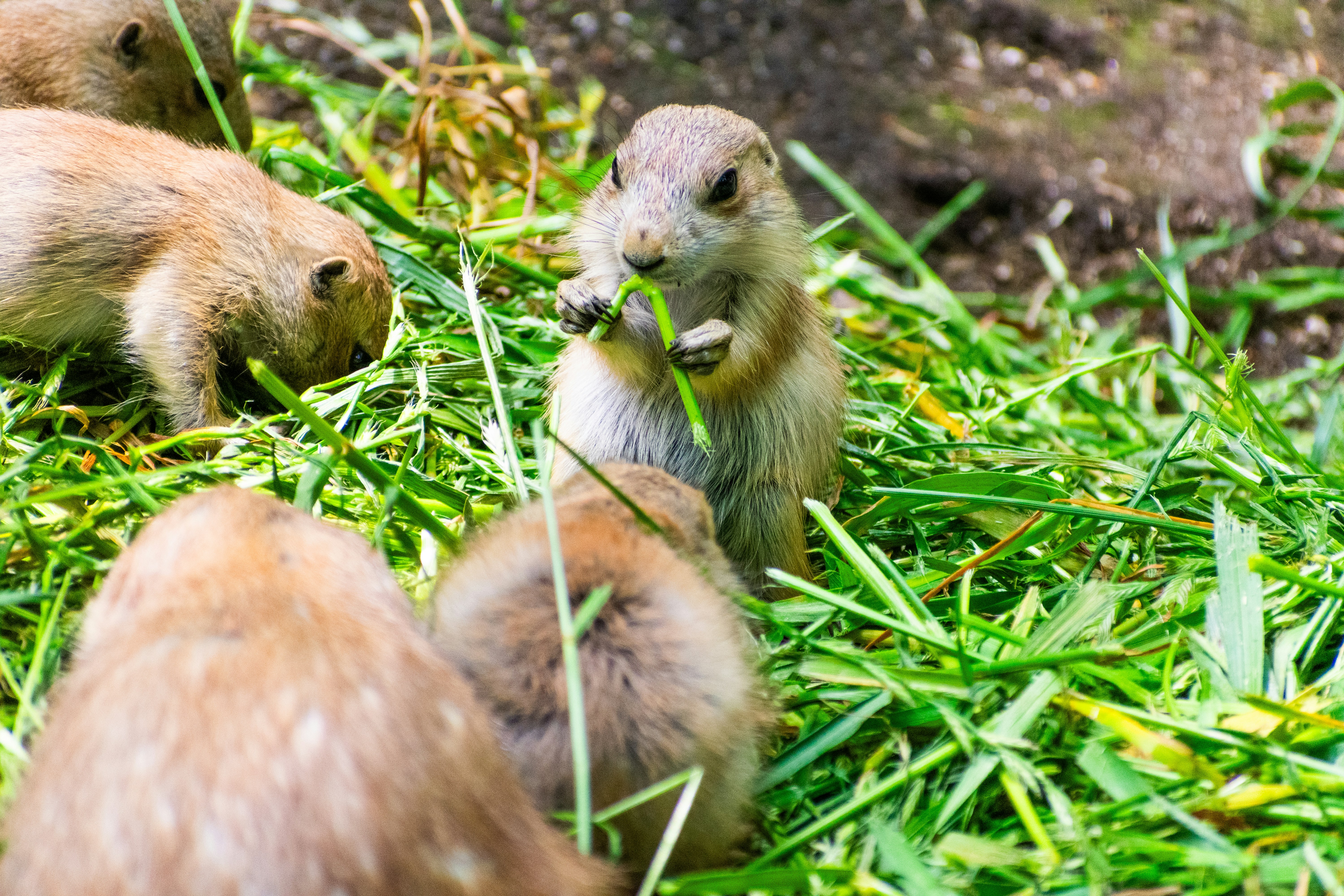 Photo by probablyrobin