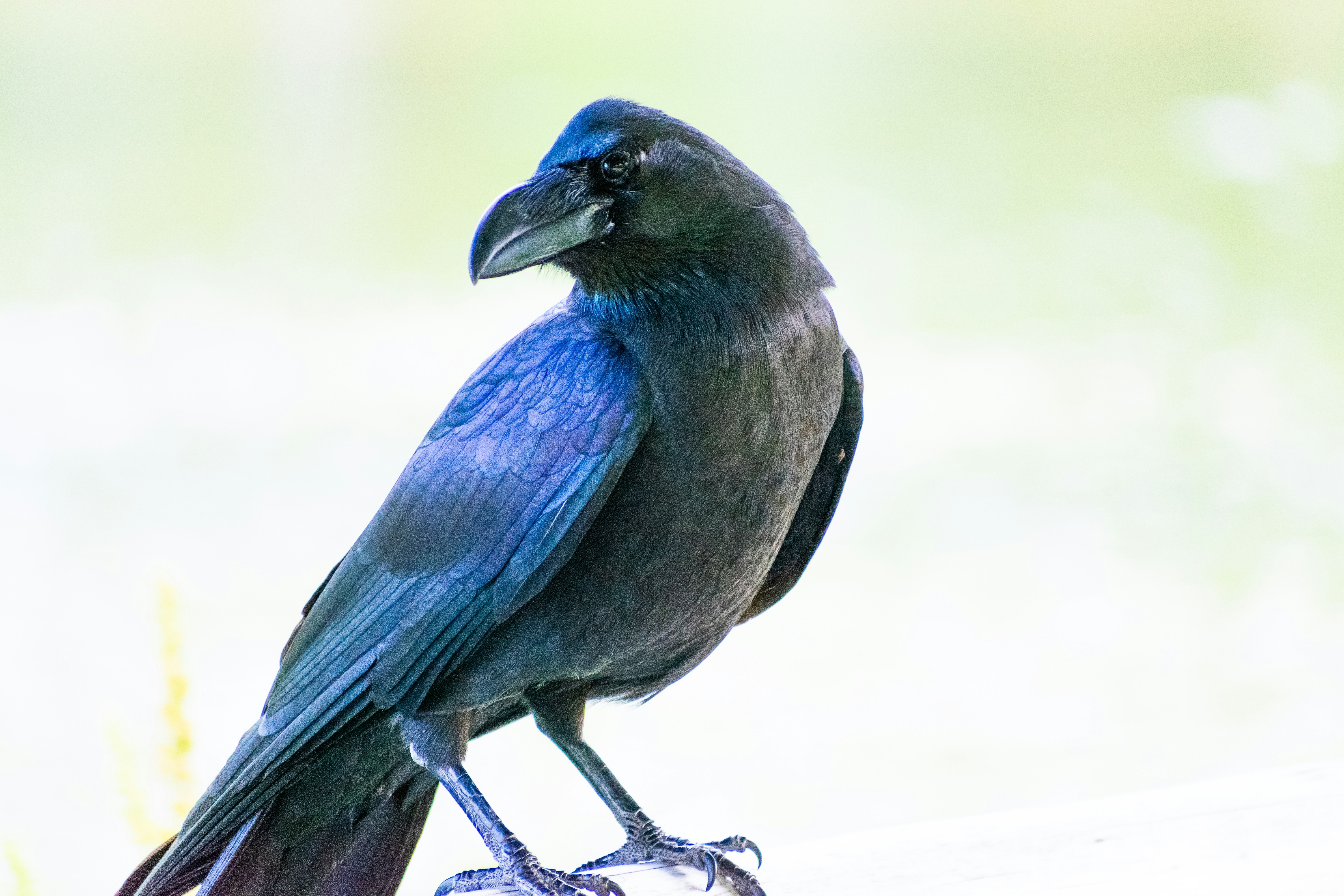 Photo by probablyrobin