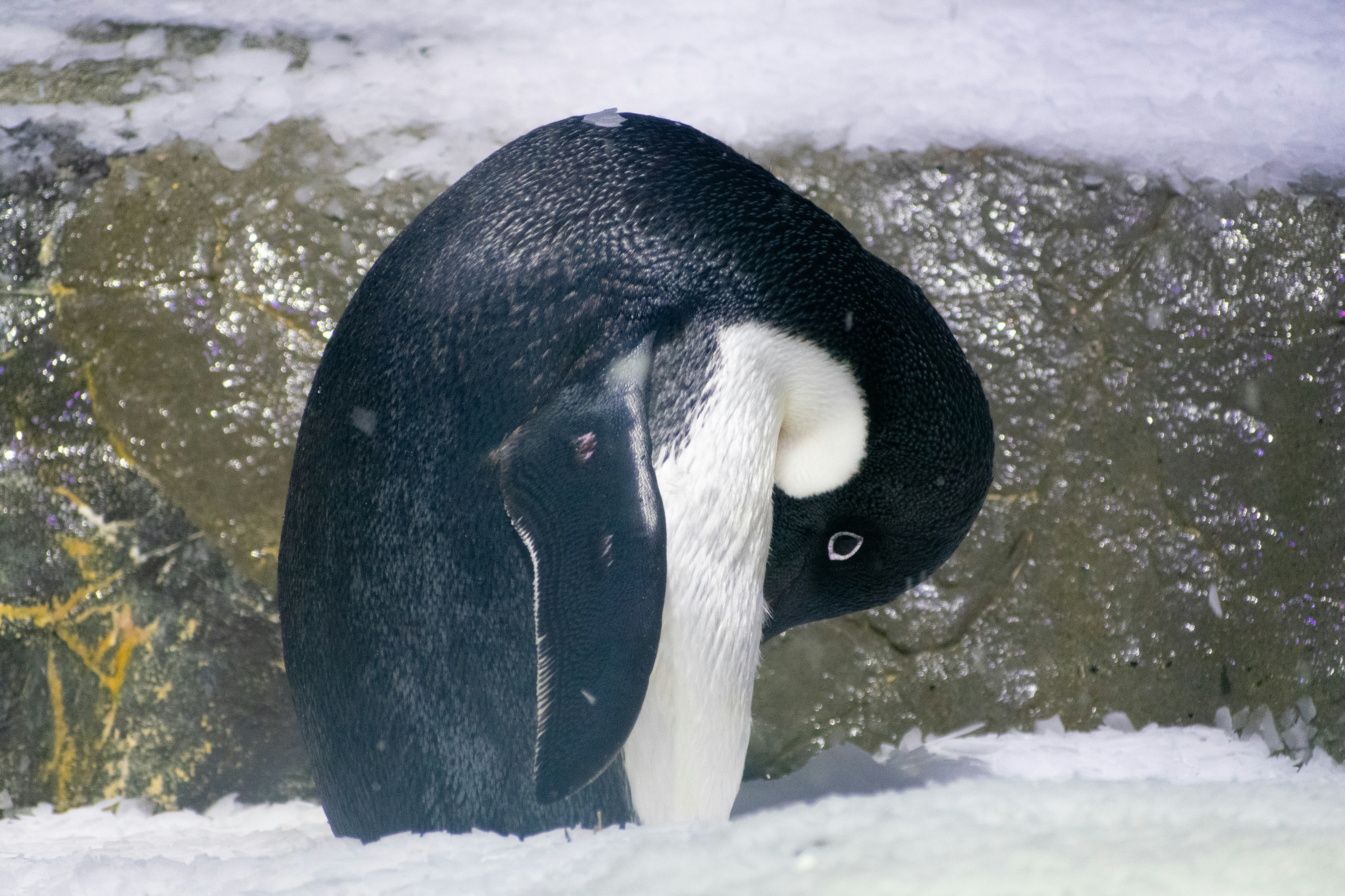 A black and white penguin standing in the snow