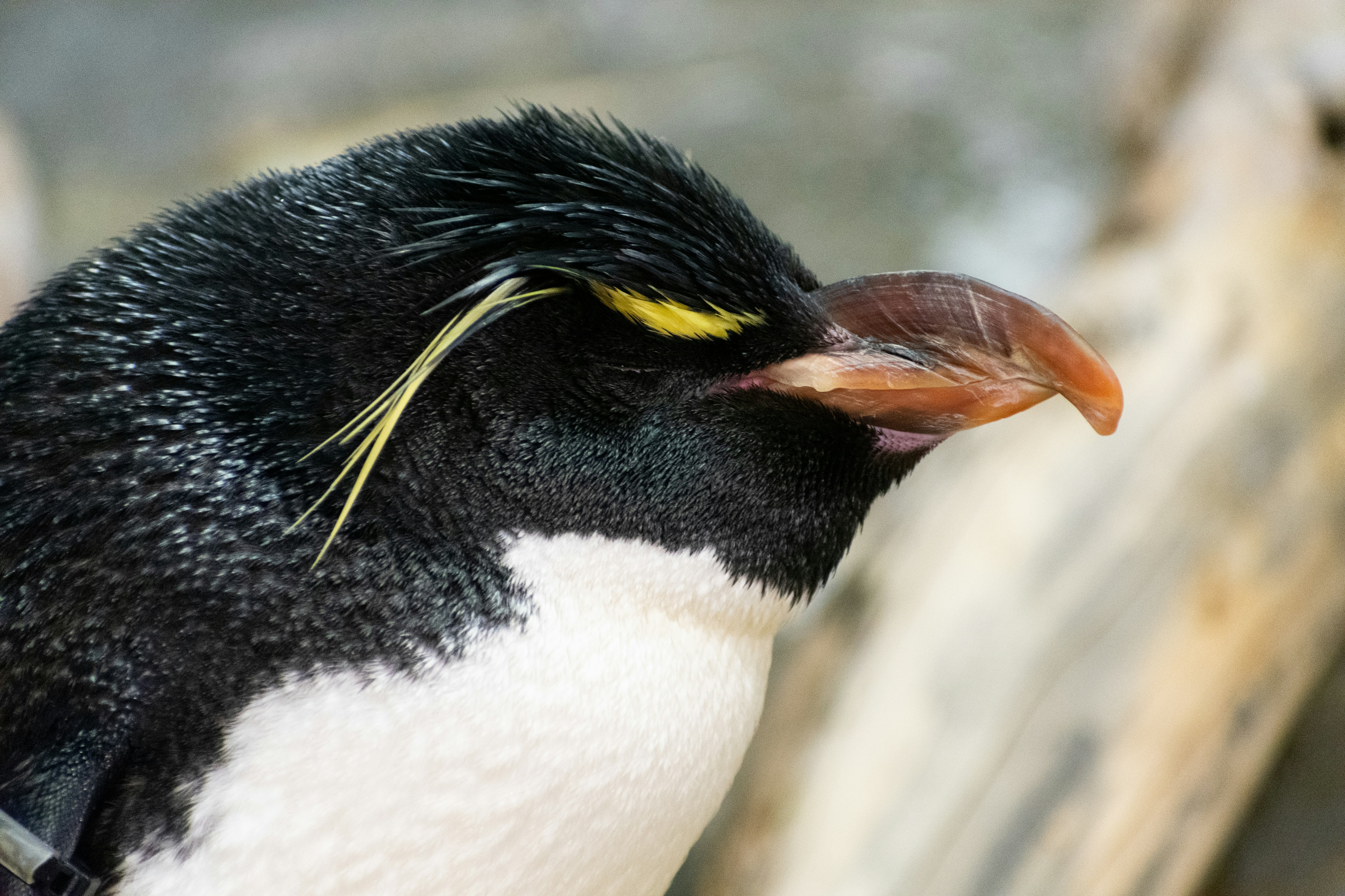 Photo by probablyrobin