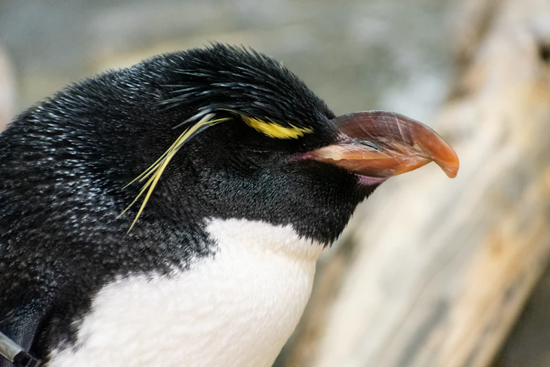 Southern Rockhopper Penguin (Eudyptes chrysocome)