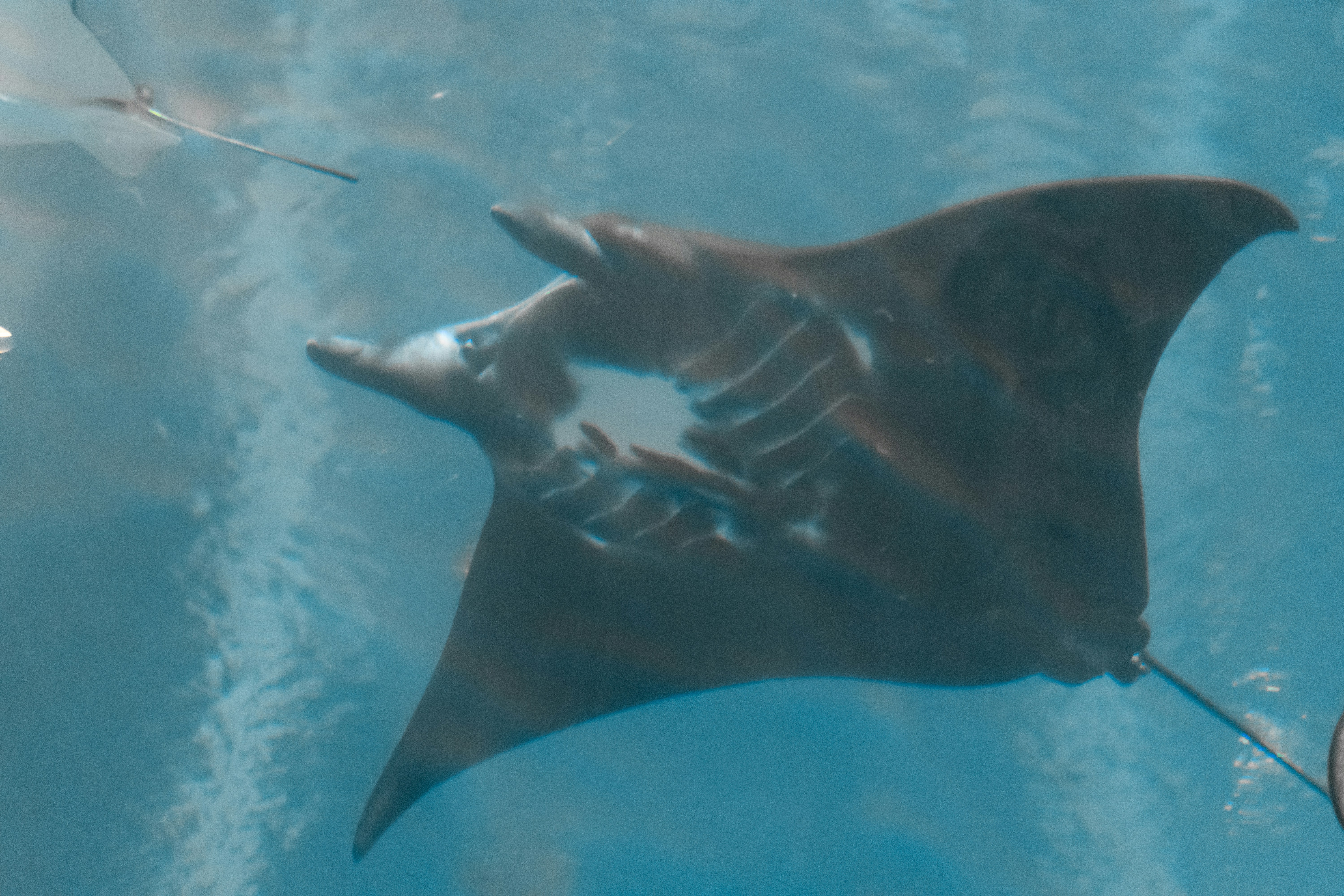 Manta ray gliding gracefully through clear blue ocean water, wide wingspan visible from below