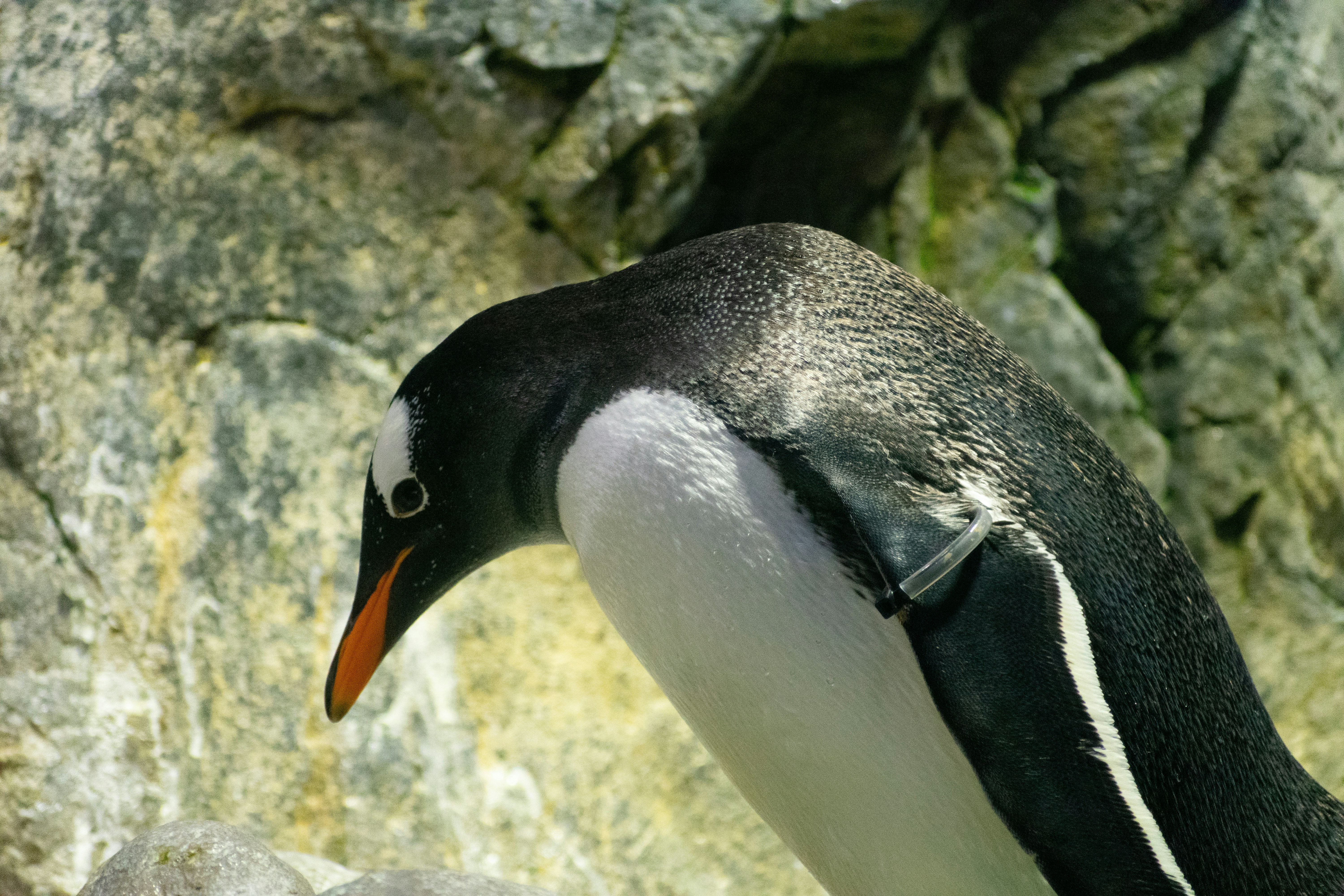 A penguin standing on a rock in front of a rock wall