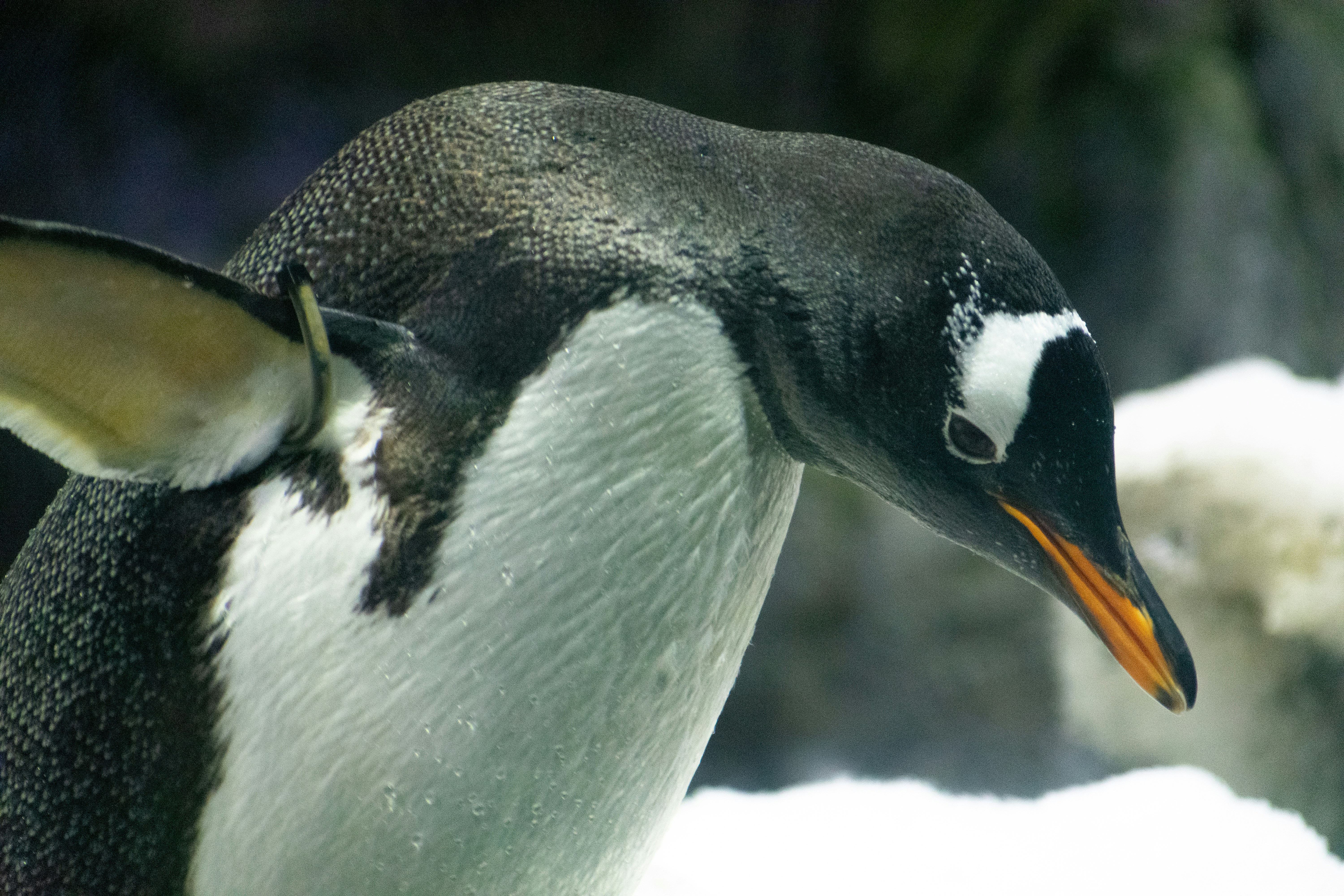 A close up of a penguin with a blurry background