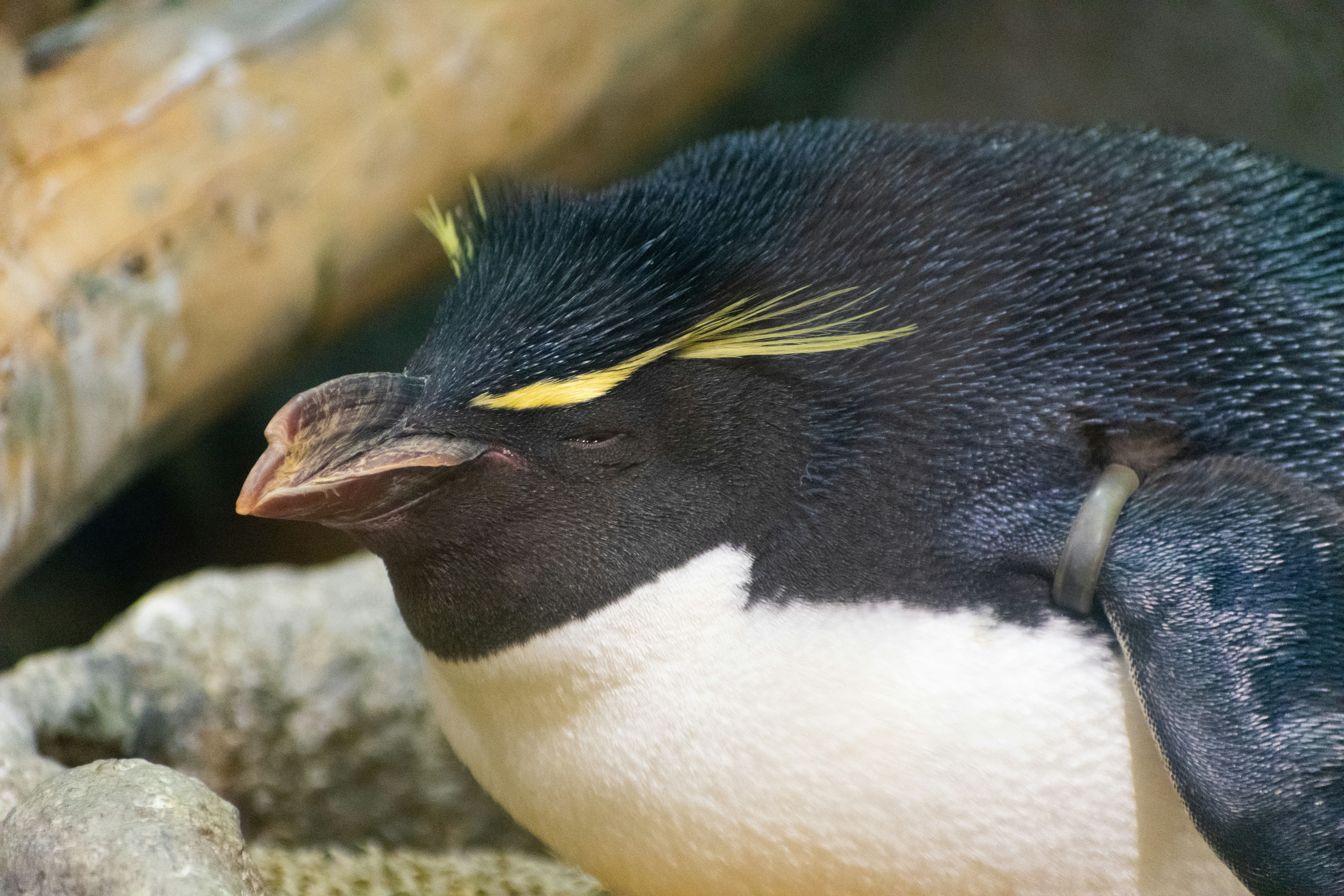 Photo by probablyrobin