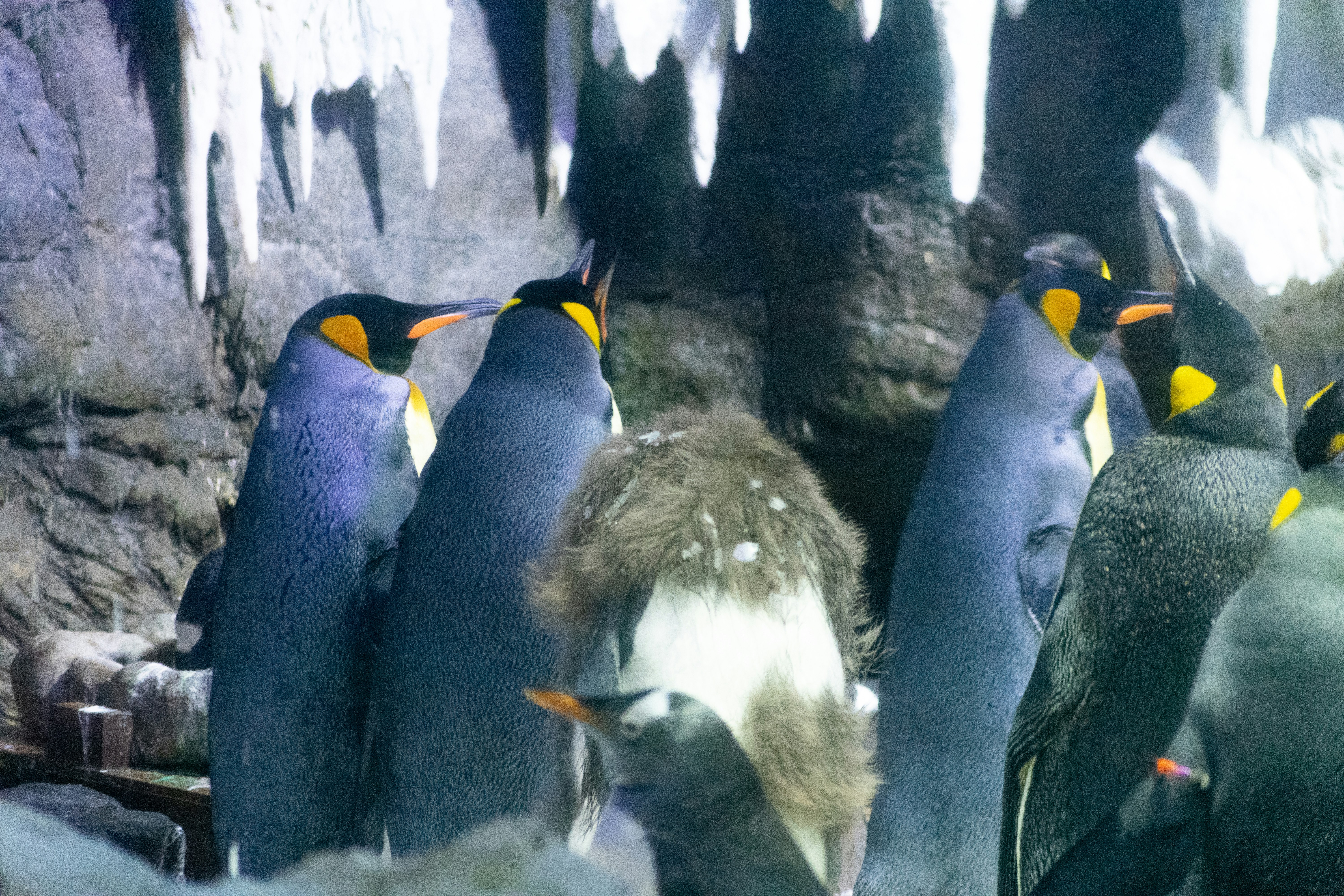 A group of penguins standing next to each other