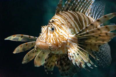 A close up of a fish in the water