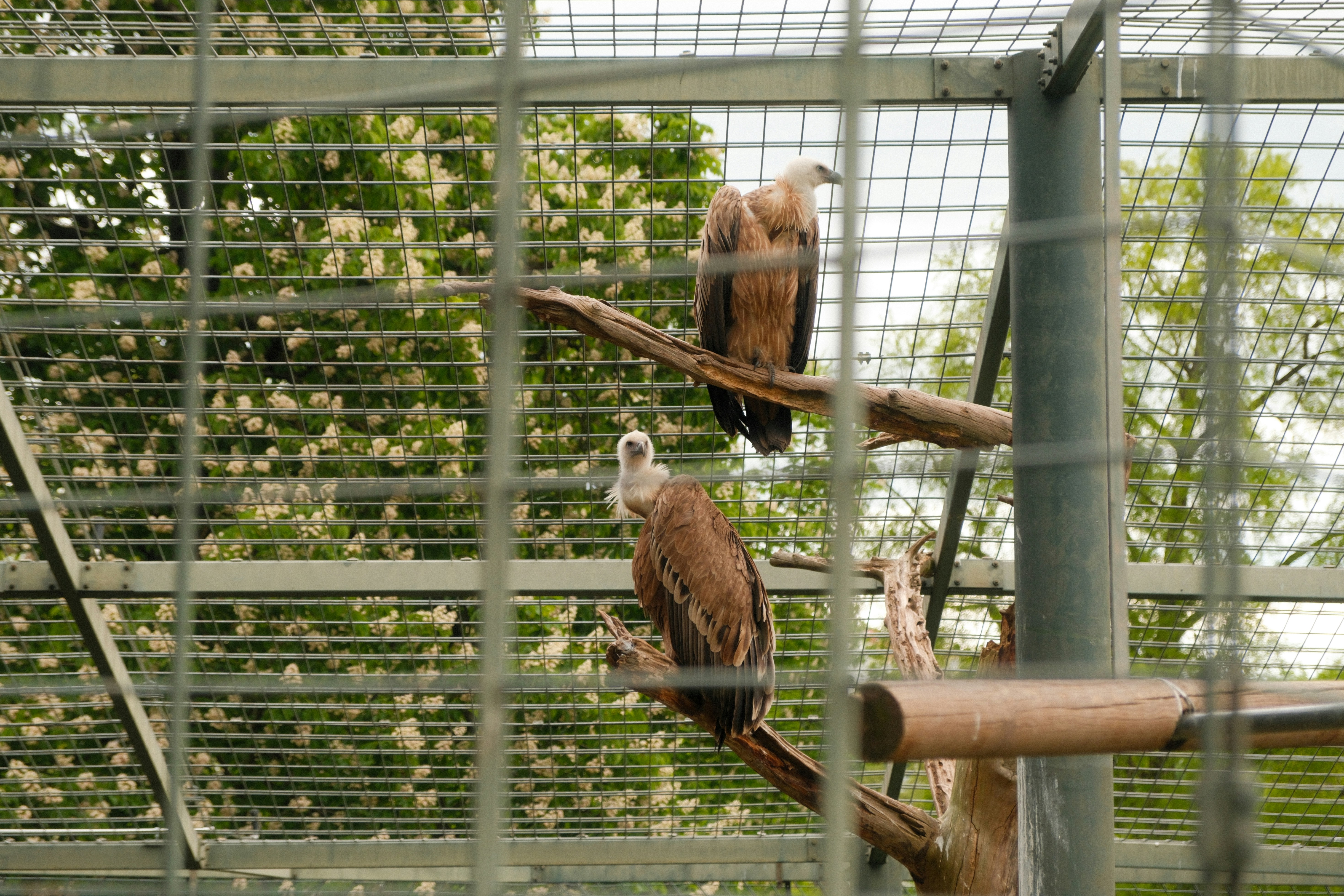 A visit to Wilhelma Zoo in Stuttgart, where the wildlife exhibits offer a fascinating glimpse into the lives of various species. The zoo's setting, with lush greenery and thoughtfully designed enclosures, provides an engaging experience for all visitors.