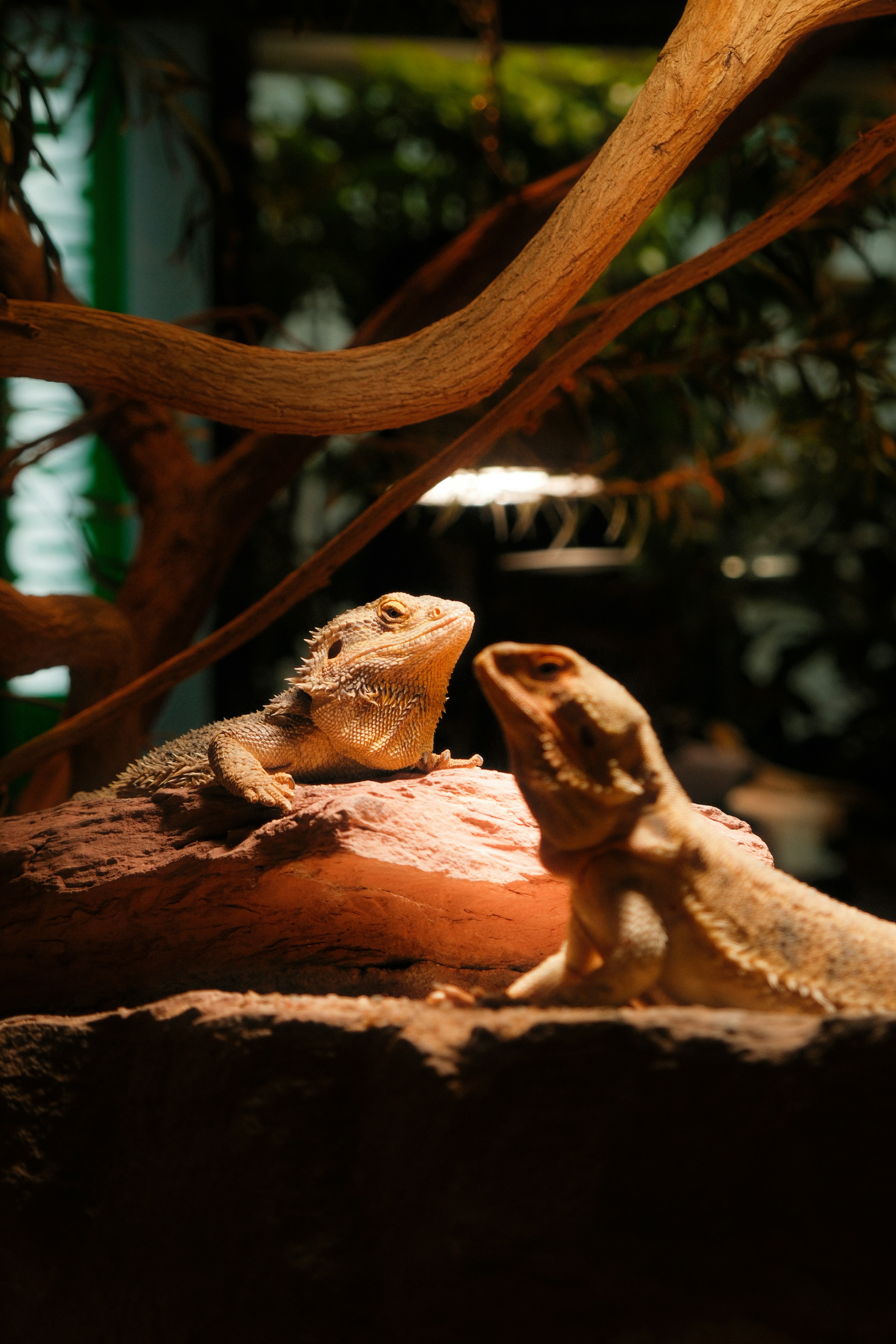 A couple of small lizards sitting on top of a rock
