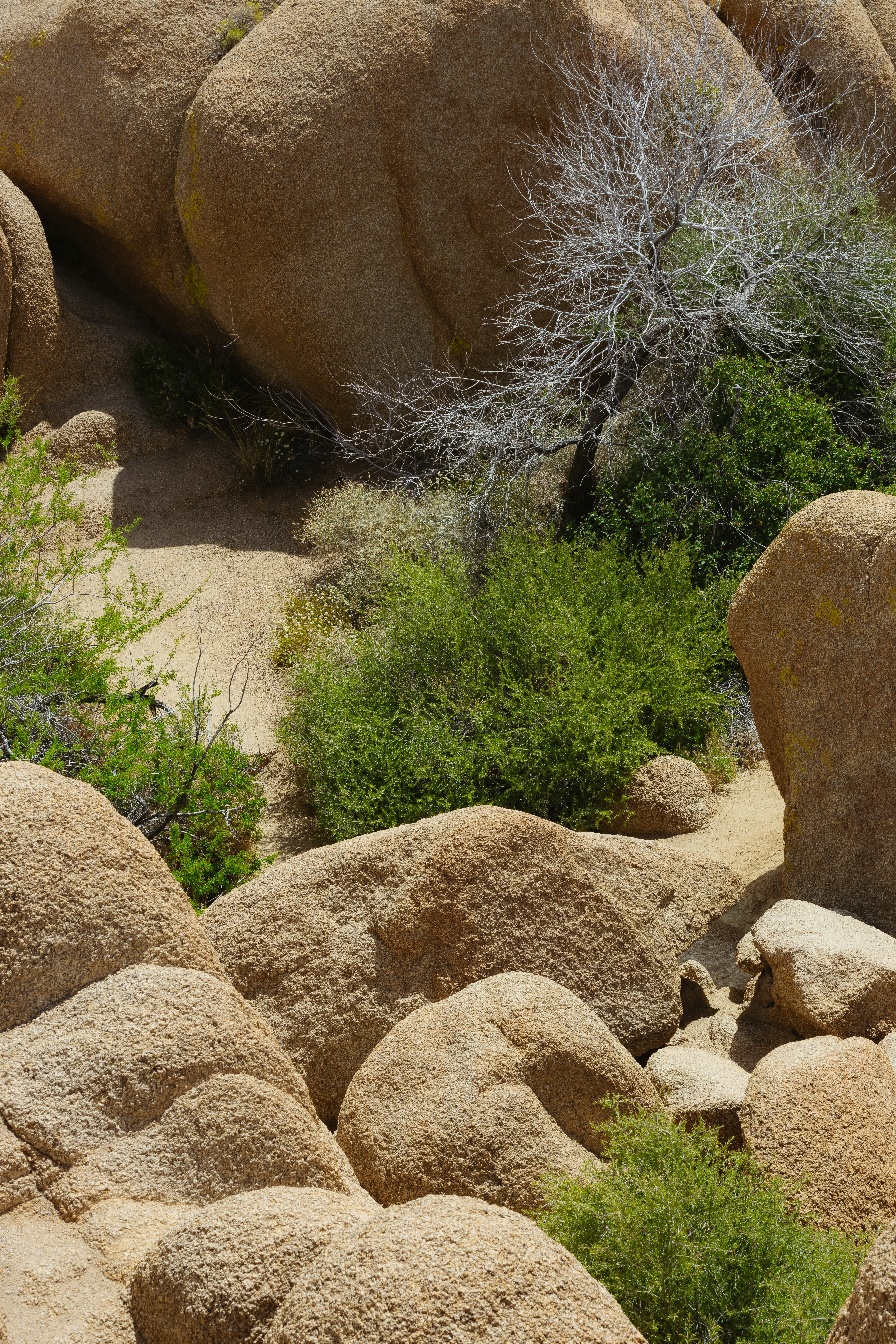 A giraffe standing on top of a rocky hillside
