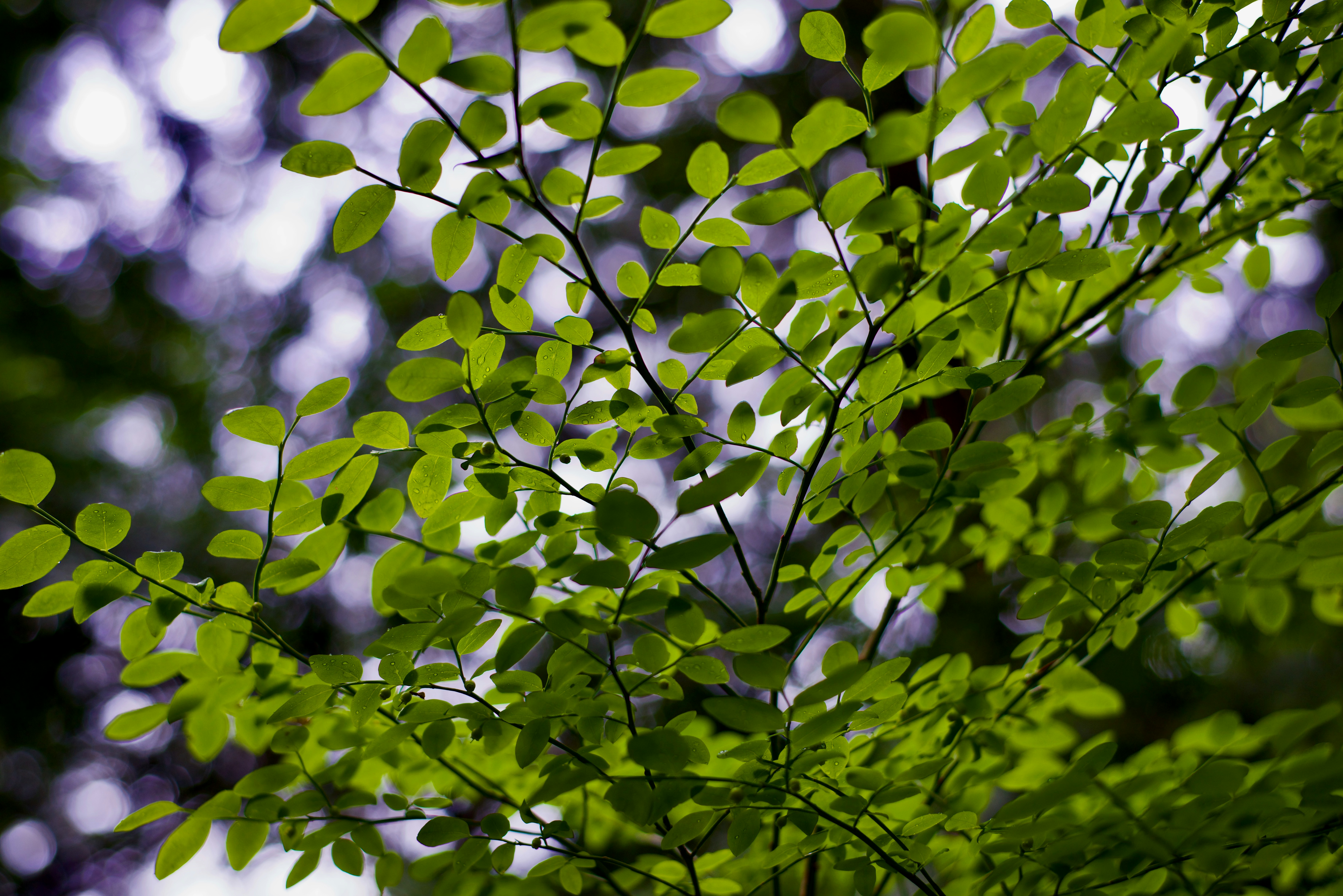 Photo by smithclukas