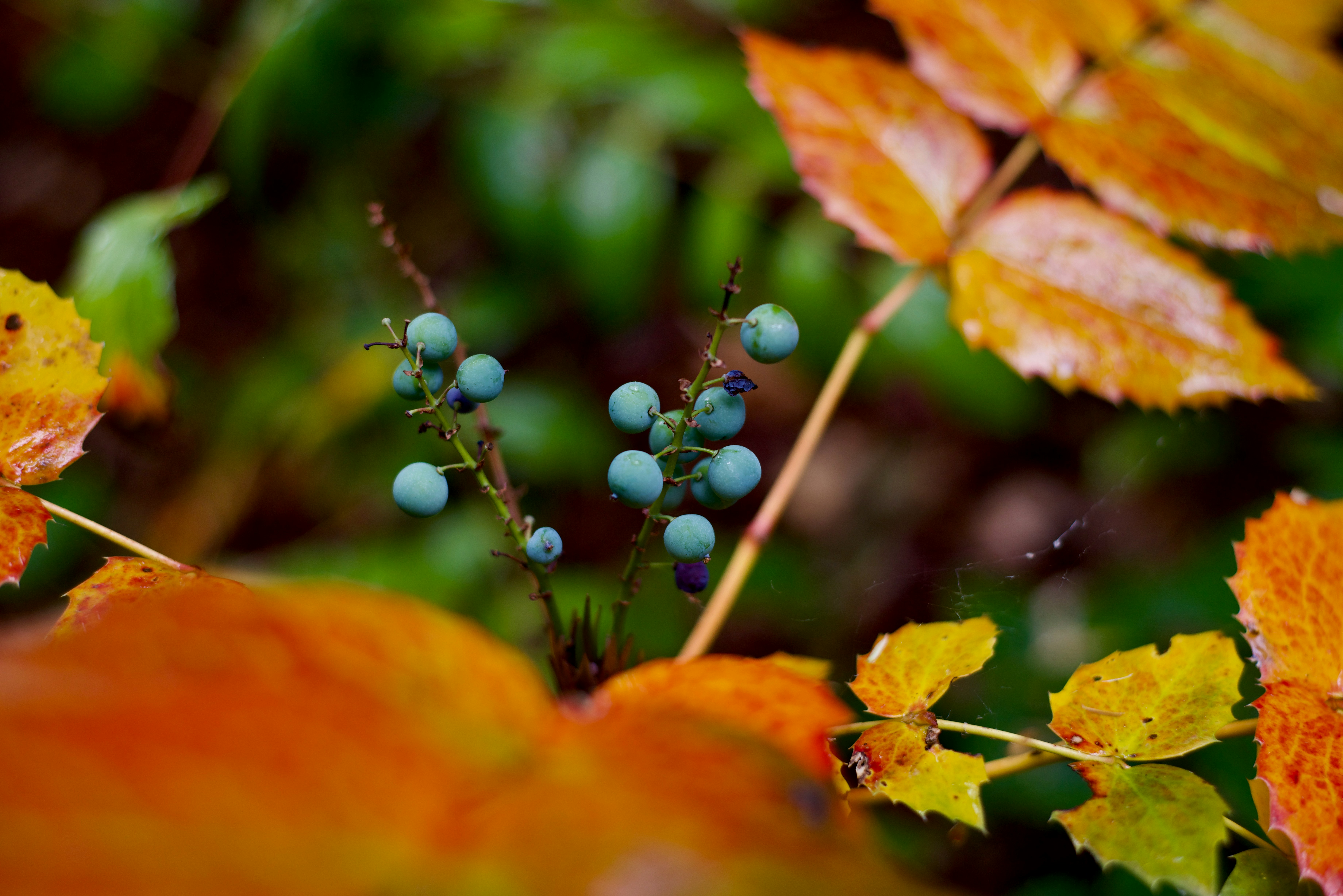 Photo by smithclukas