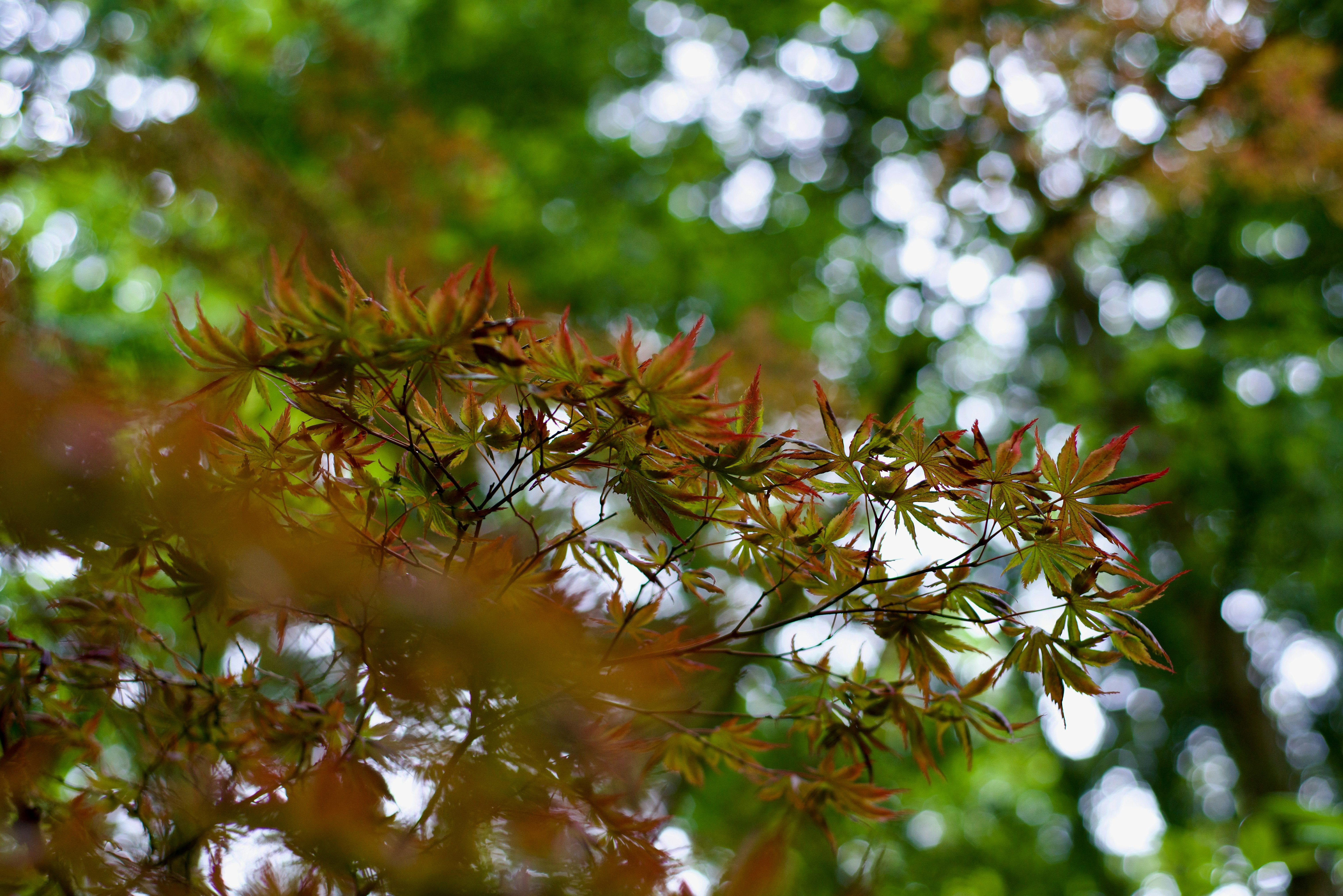 Photo by smithclukas