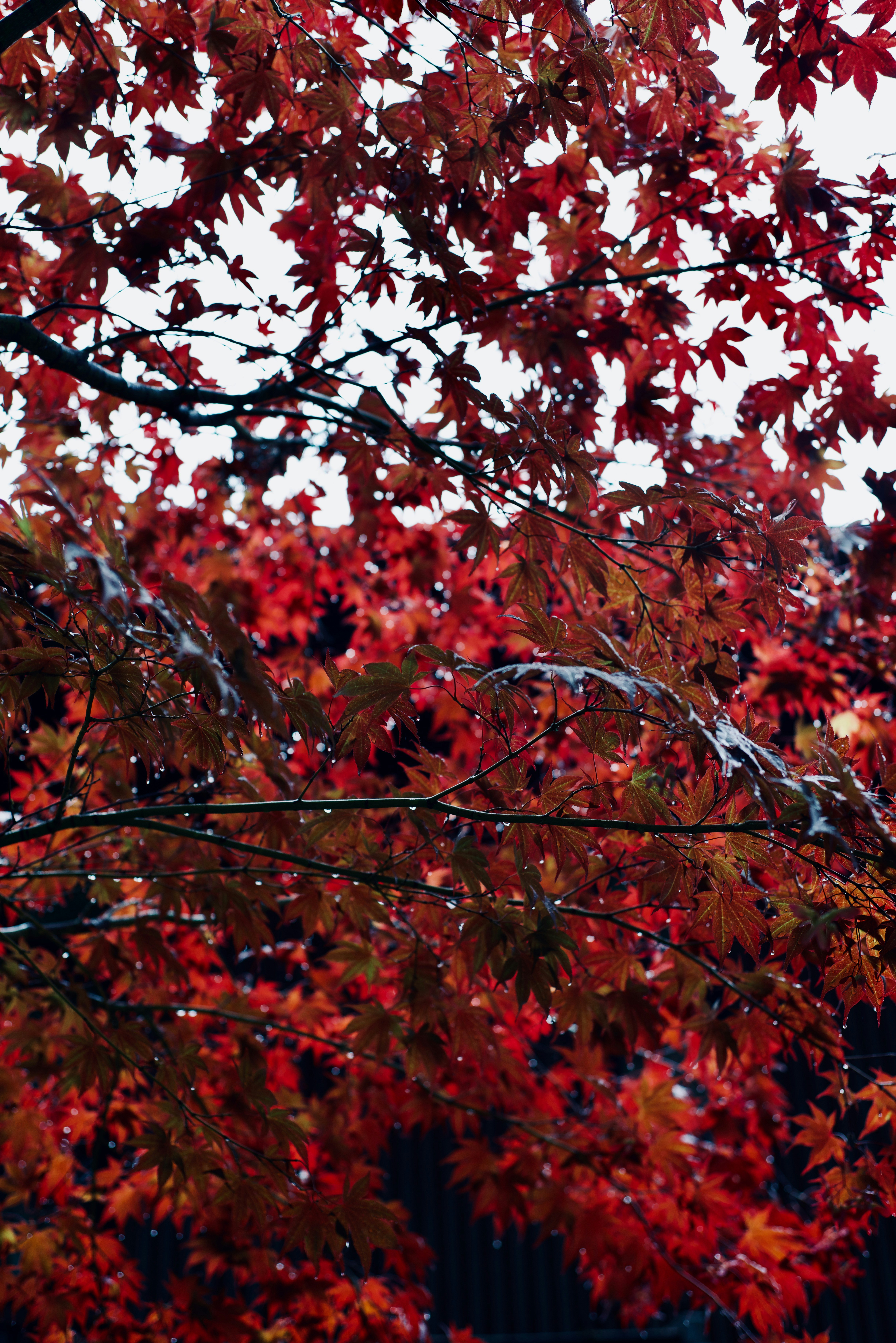 Photo by smithclukas