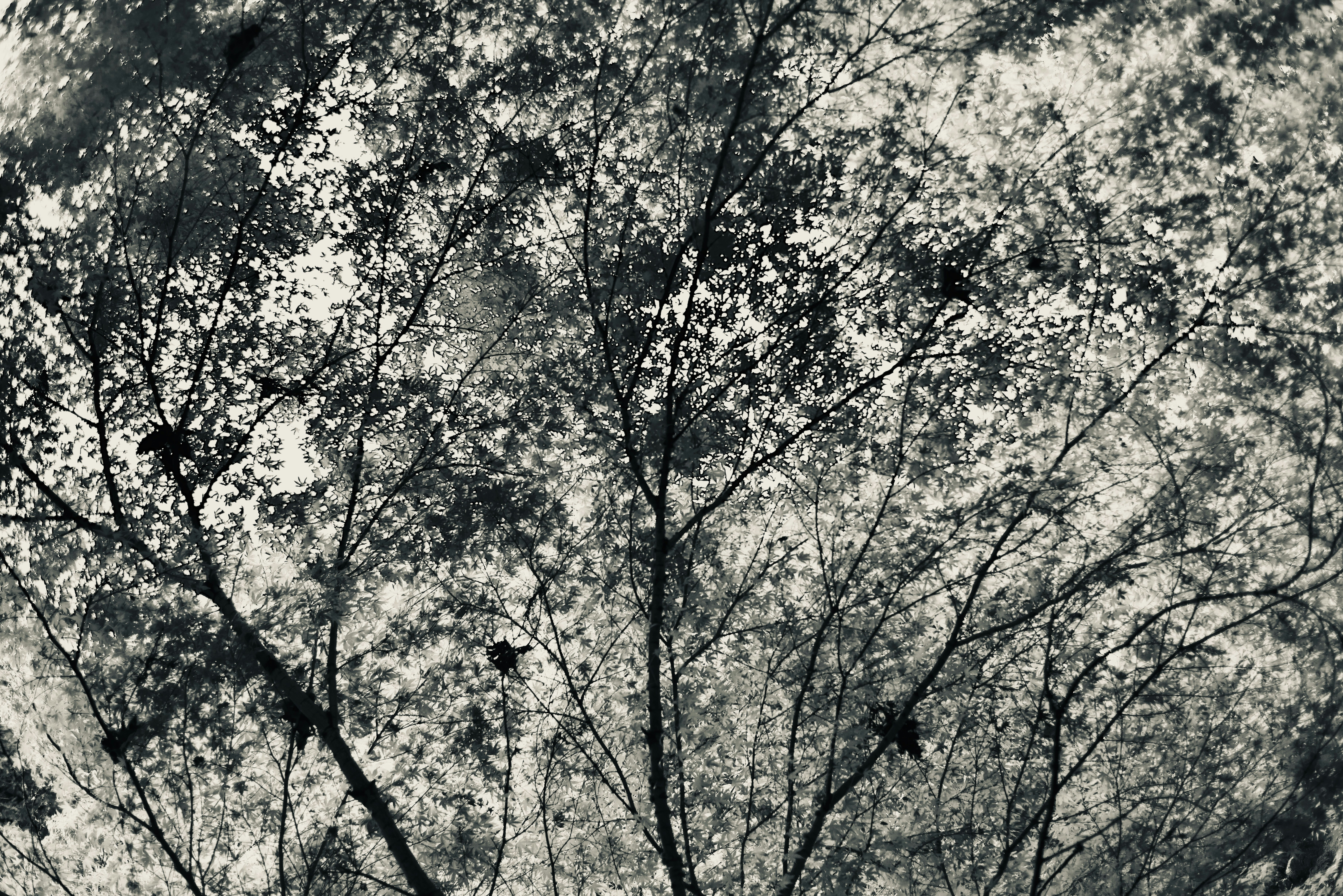 Photo by smithclukas