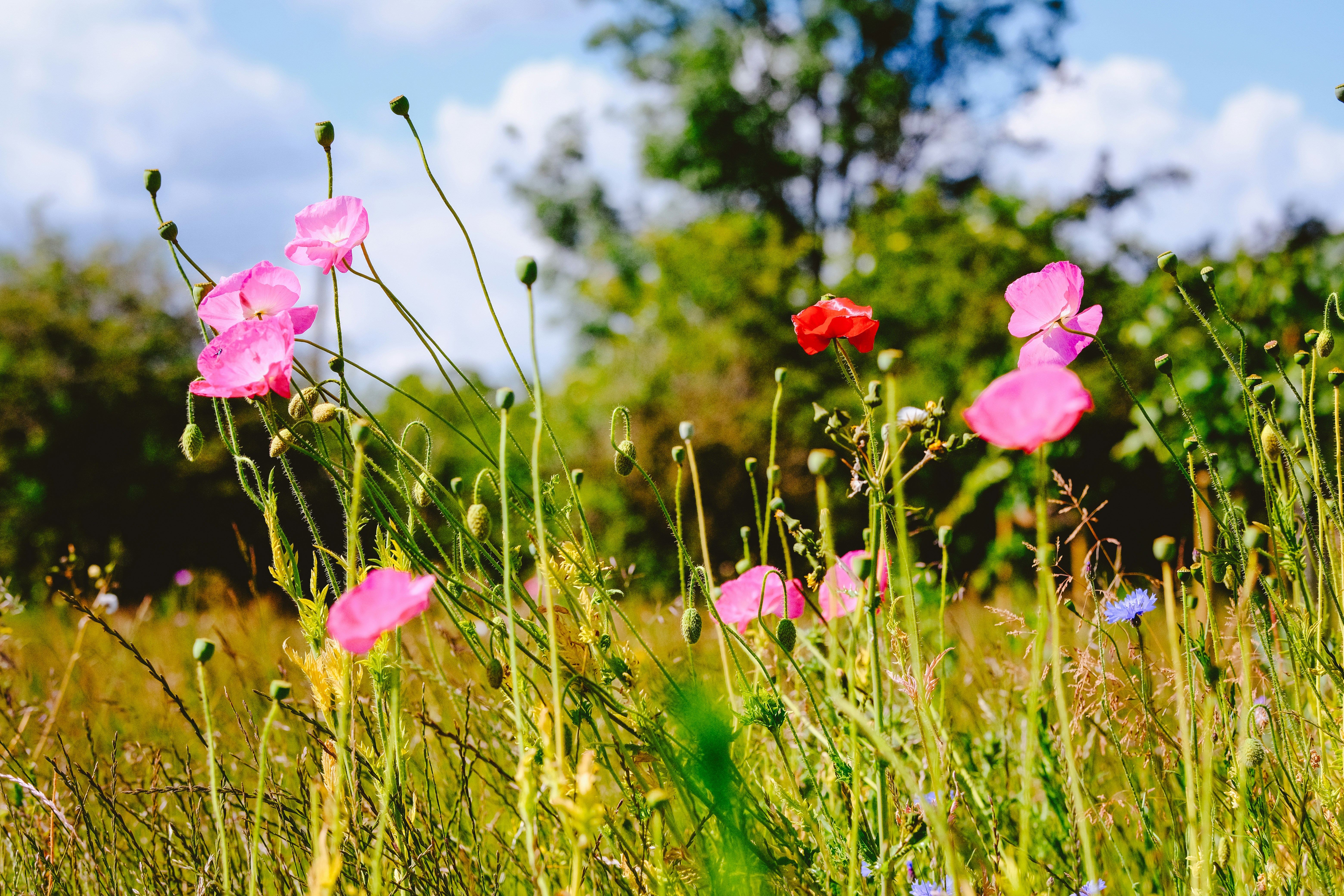 Photo by helloimnik