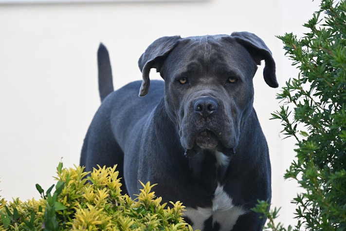 A large black dog standing next to a bush