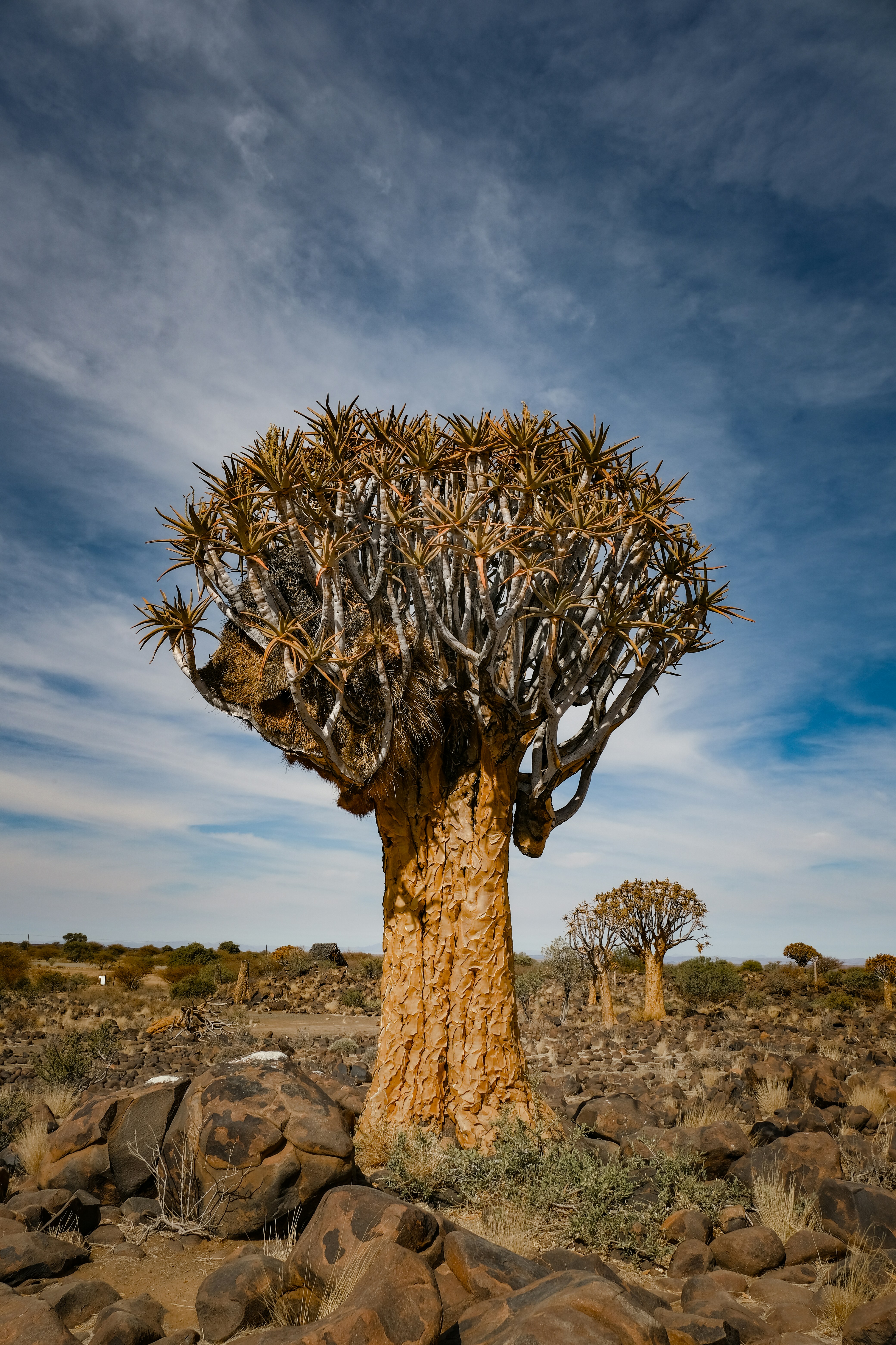 A large tree in the middle of a desert photo – Free Nature Image on ...