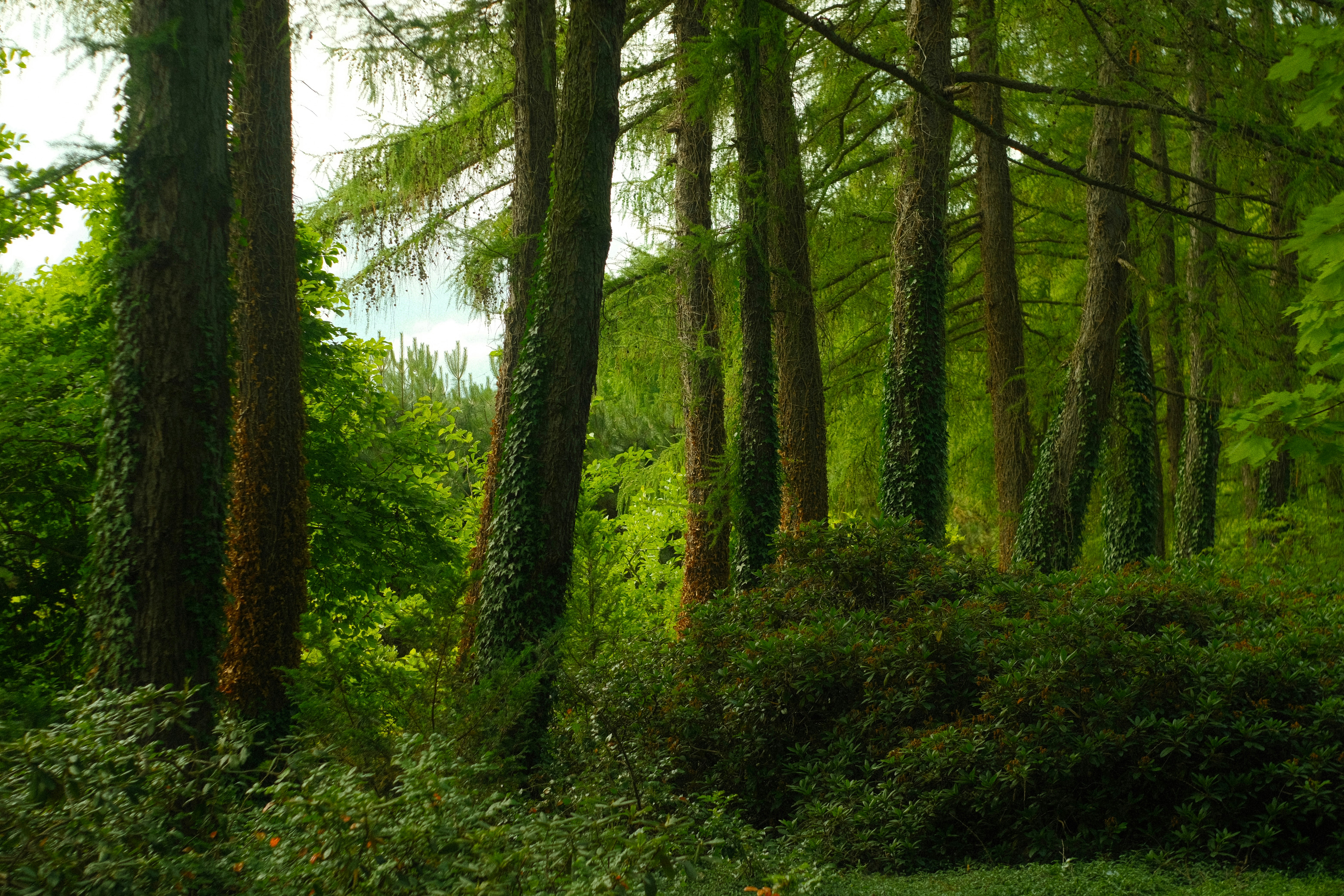 A lush green forest filled with lots of trees