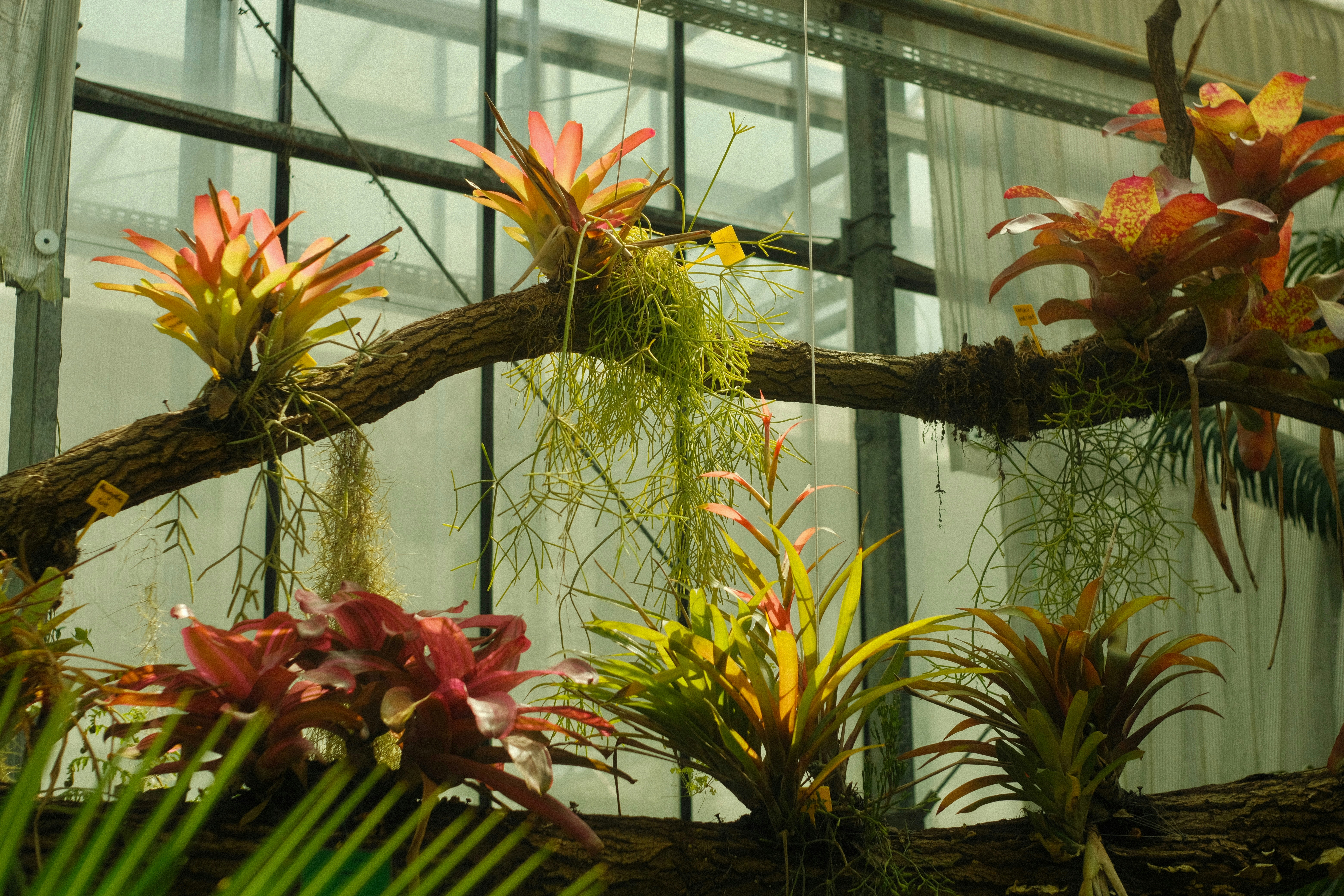 A bunch of plants that are inside of a building