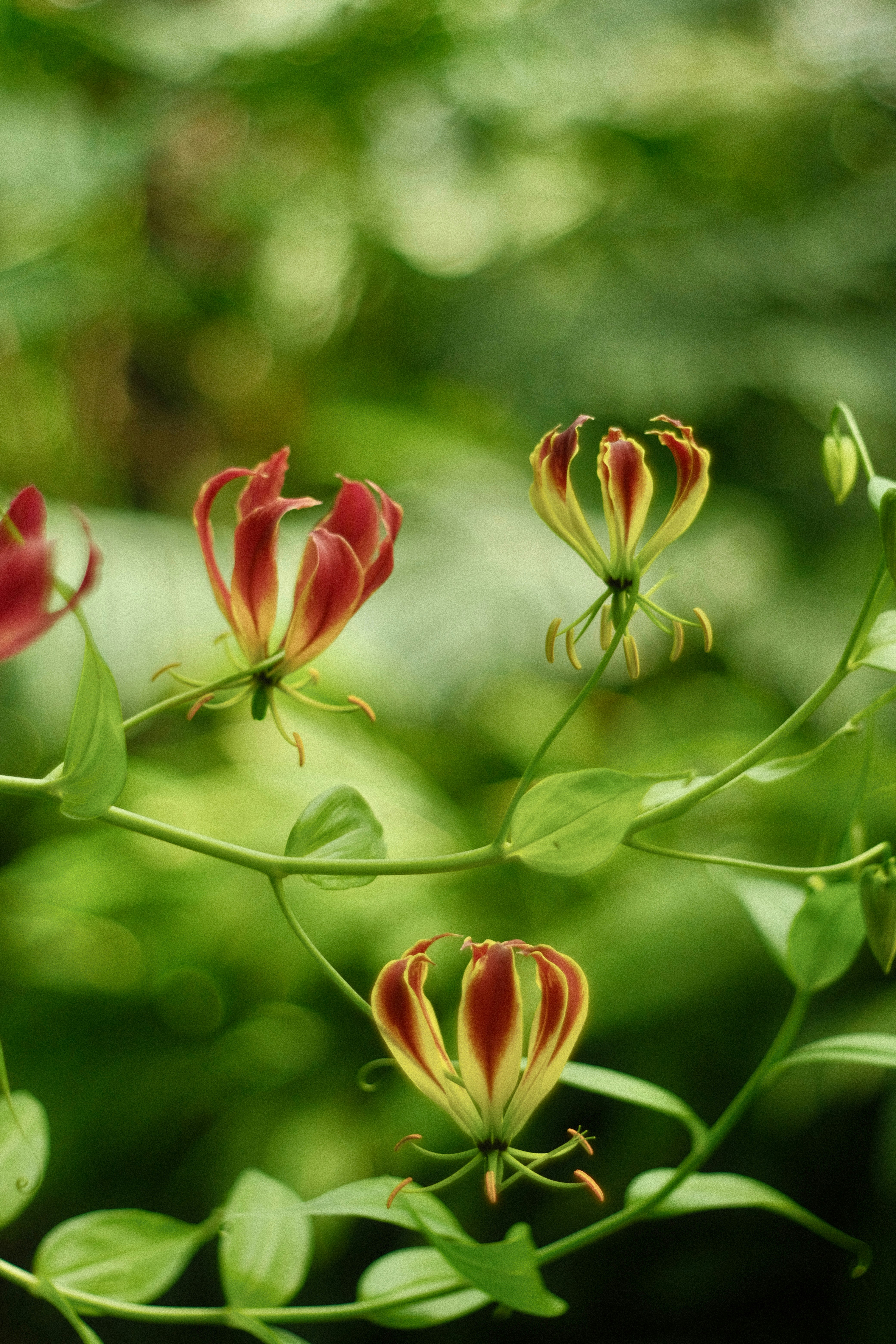 A group of red and yellow flowers in a forest