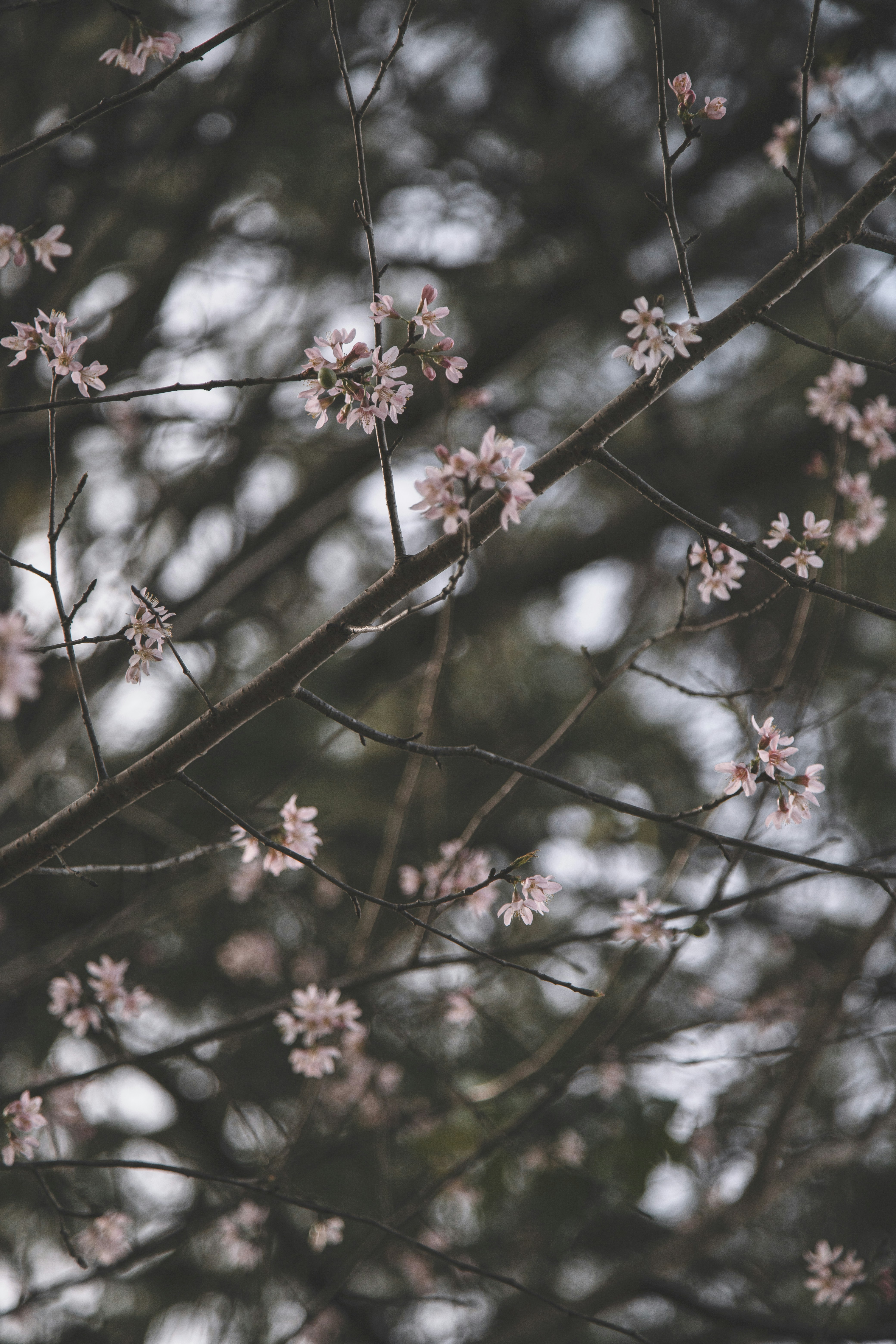 Photo by huy_nguyen_minh